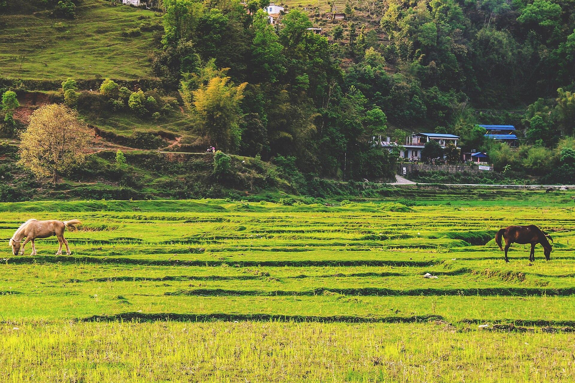 Pokhara: Private Horseback Ride to Sarangkot with Views 2