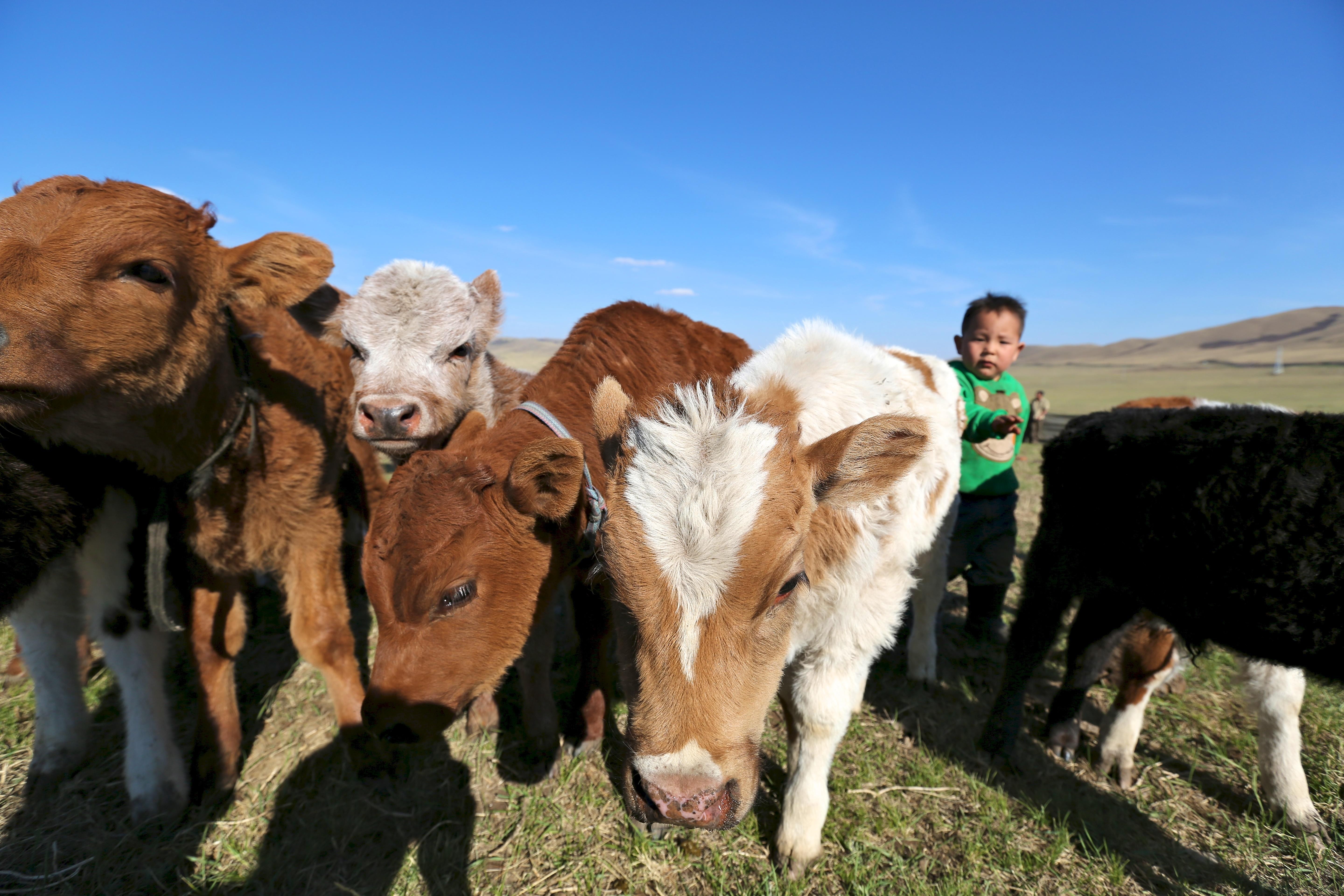 Nomadic Cow Herding Experience tour - 5 Days