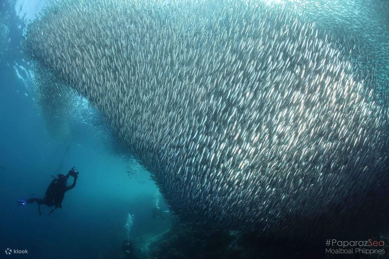 From Dumaguete: Whale Shark & Moalboal with Sardine Run
