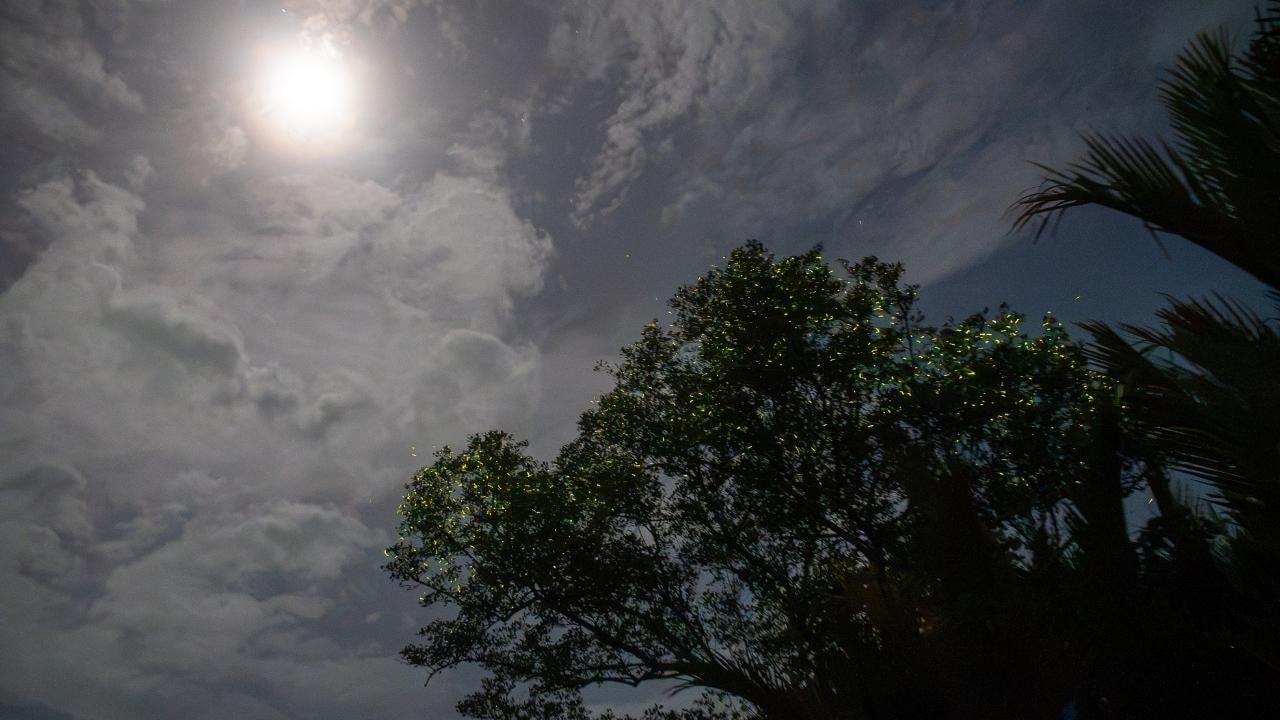 Bohol Firefly Watching: Loboc River Night Cruise 3