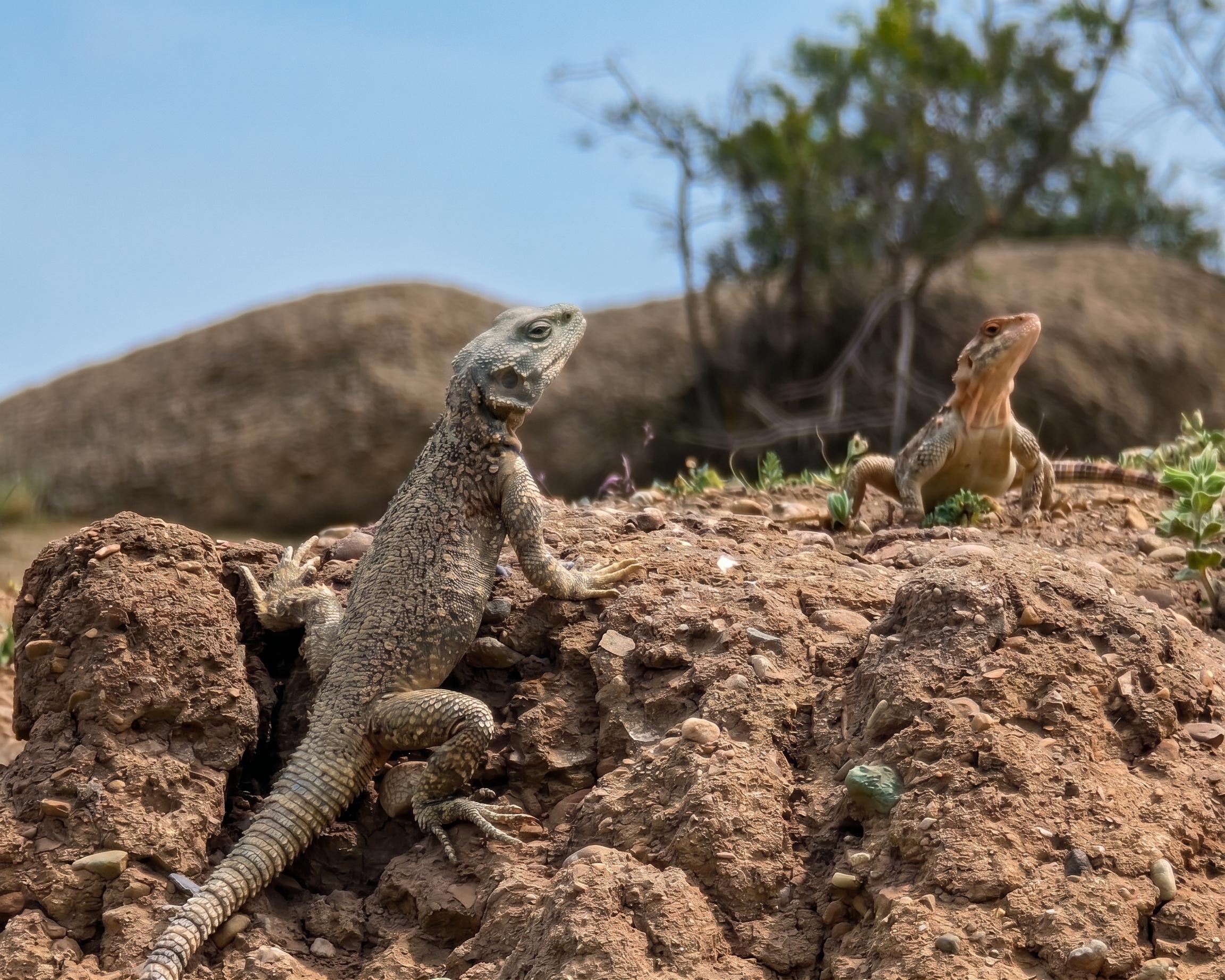From Tbilisi: Rainbow Mountains & Lakes 4x4 Wildlife Tour
