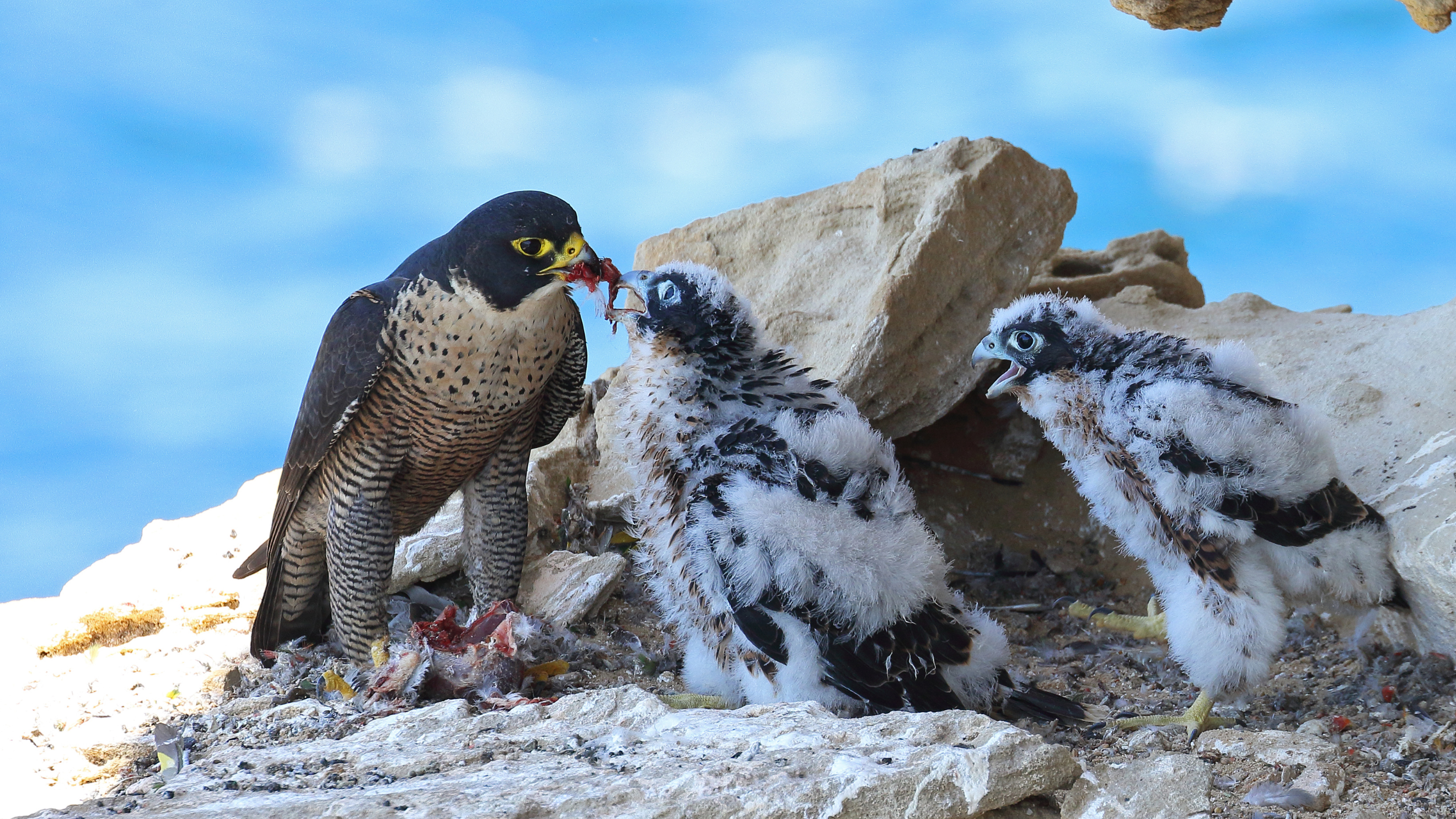 al fahal island bird watching and snorkeling adventure