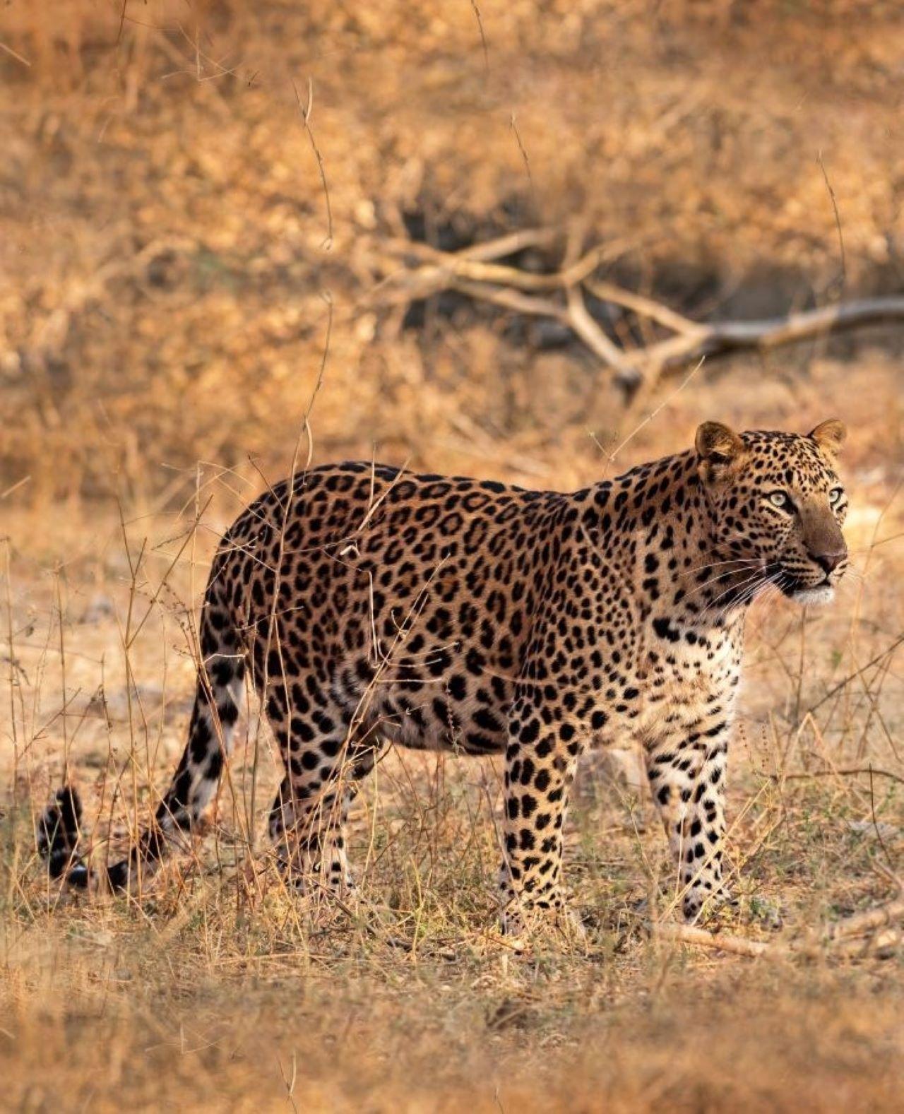 Jaipur: Jhalana/Amagarh leopard safari private tour 3