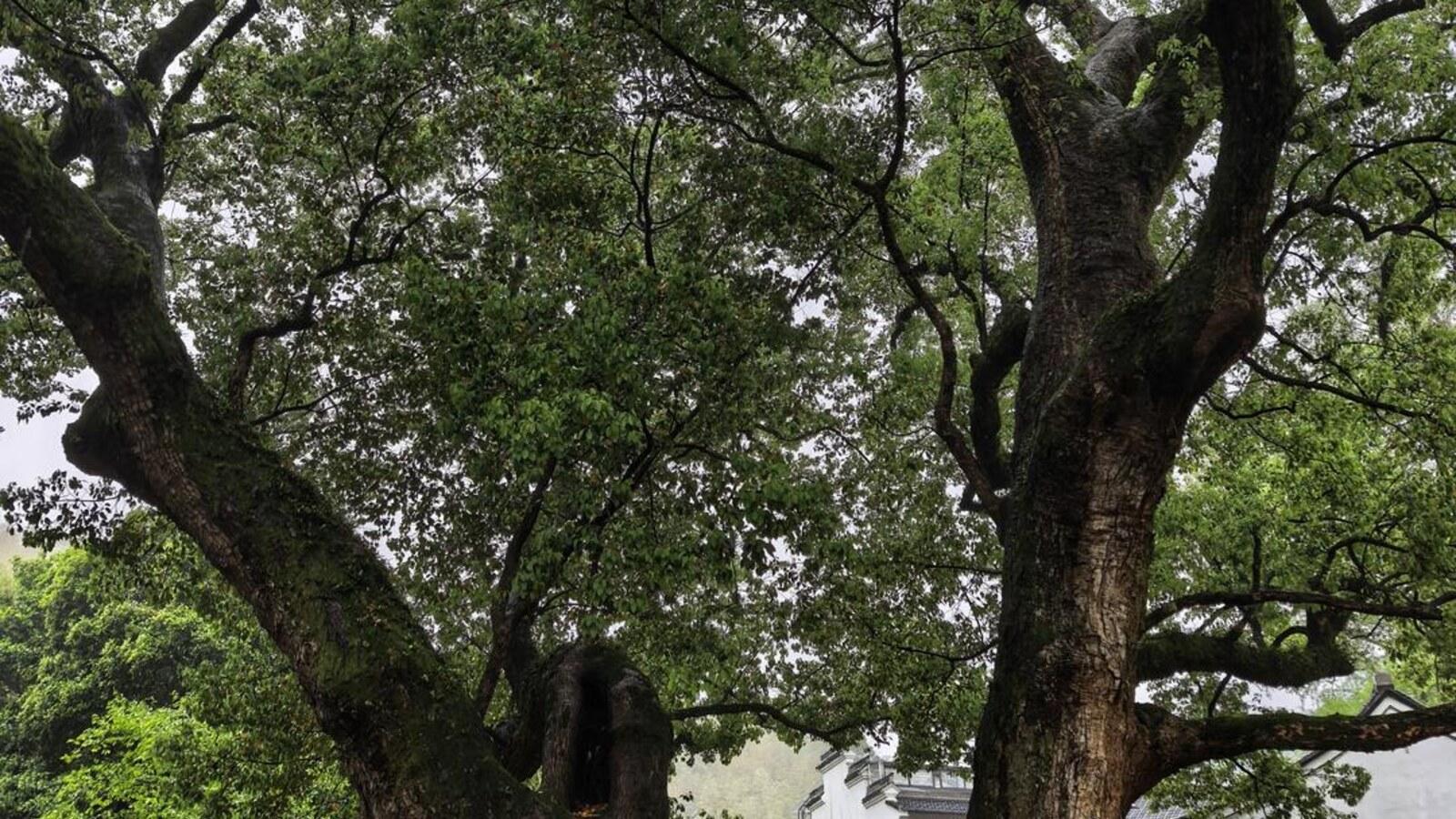 Shanghai: Cixi Stream Trail & Ancient Village Day Trip 2