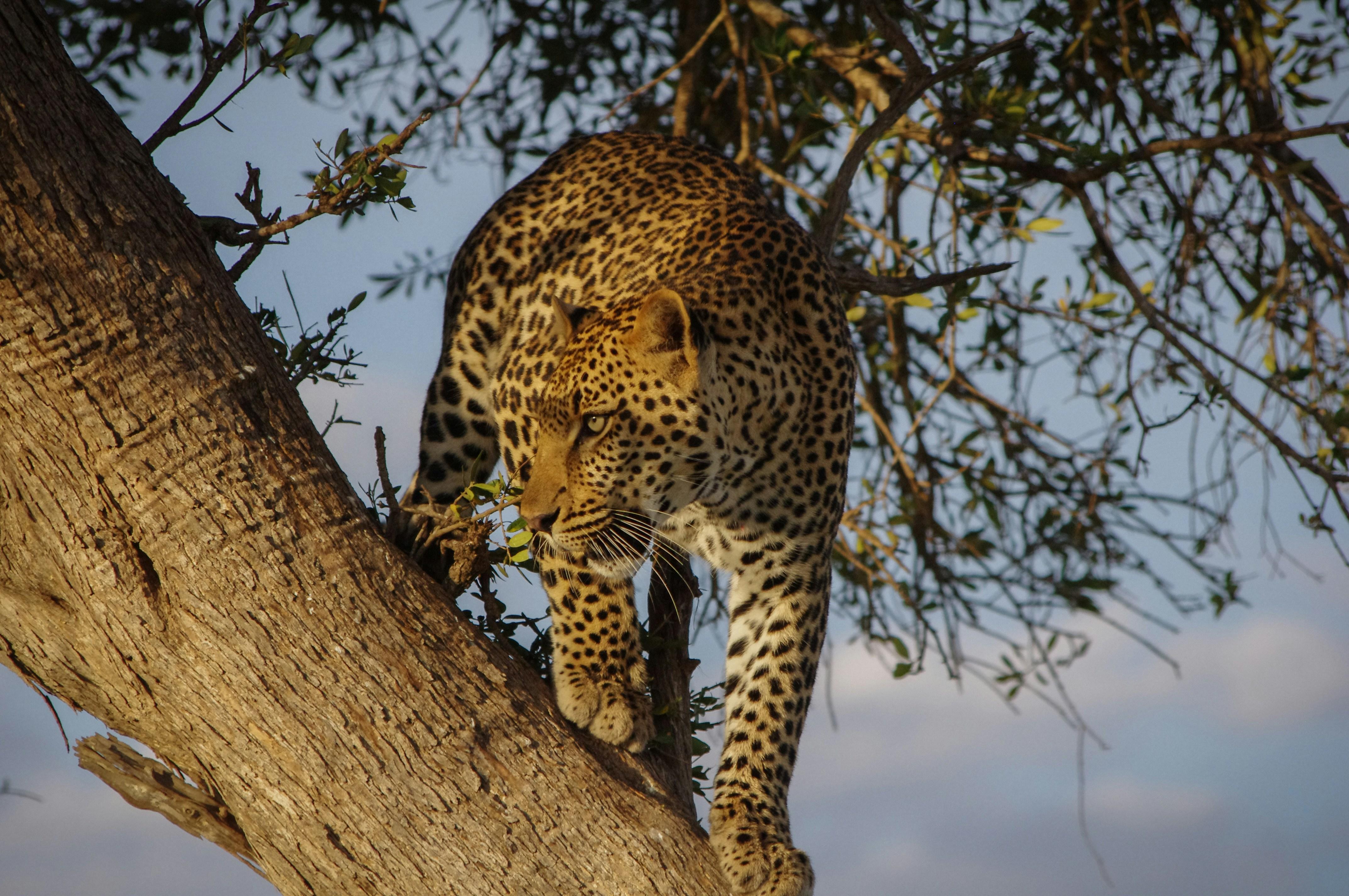 Jaipur: Jhalana leopard safari tour with hotel pickup & drop