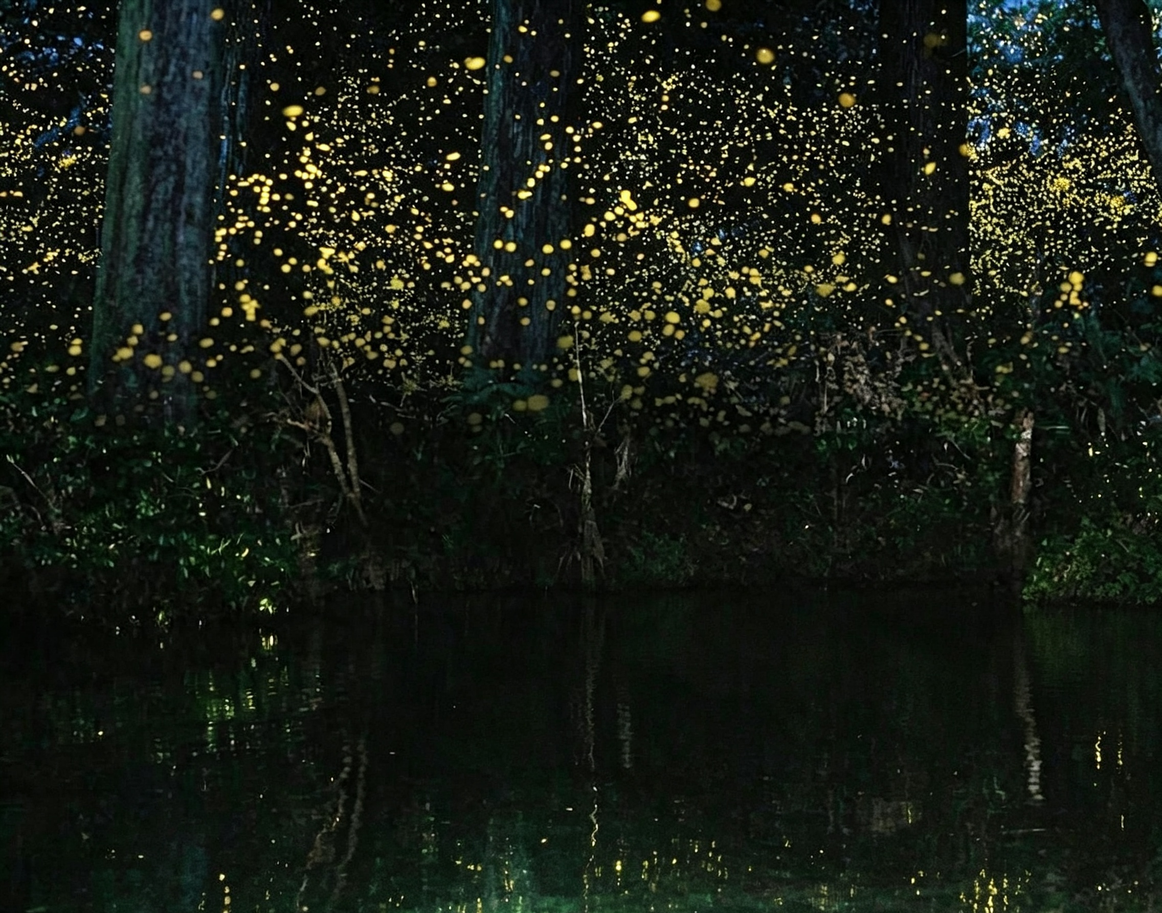 Puerto Princesa Firefly Watching: Evening Tour with Dinner