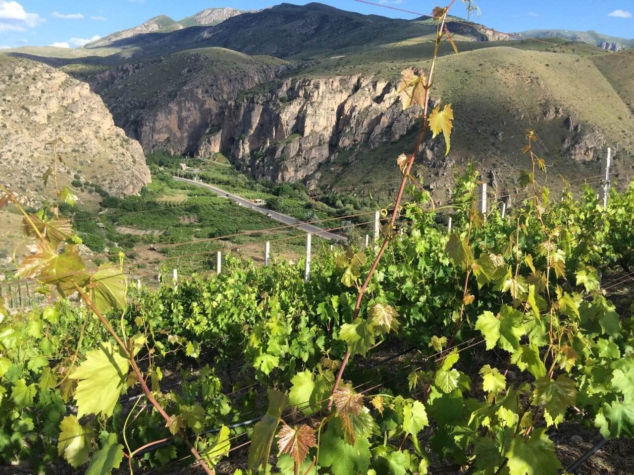 Vayots Dzor Wine Route Day Tour, discover Areni's Wineries 2