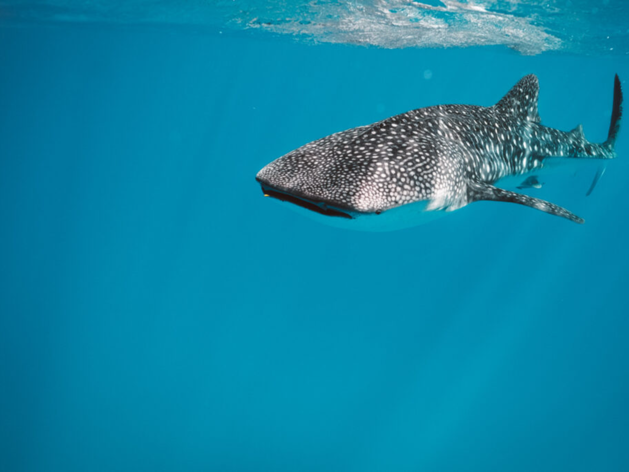 Oman: Discover Scuba Diving Experience 2