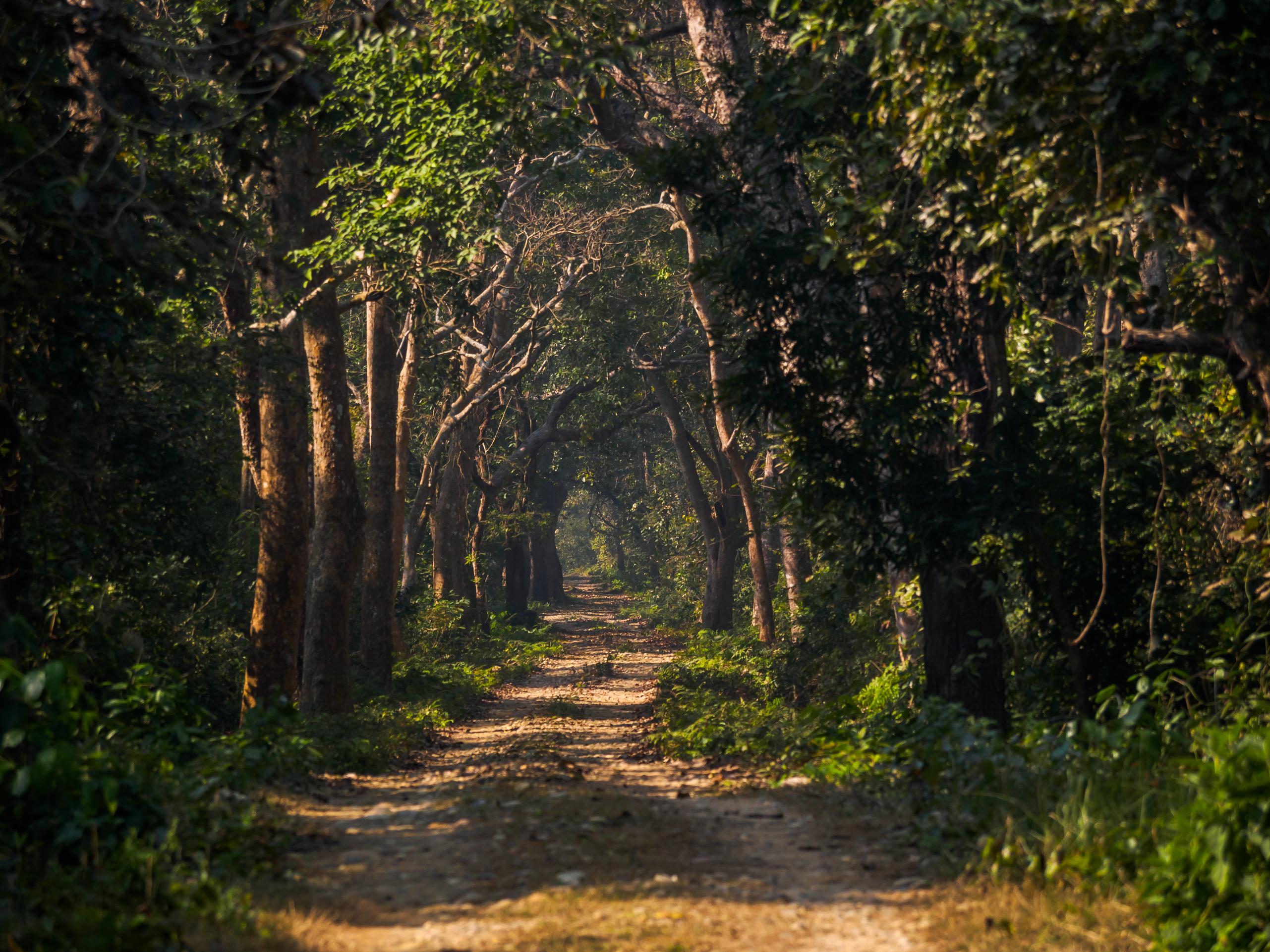 Kathmandu: 4-Day Bardiya Forest camp or Eco lodge 2