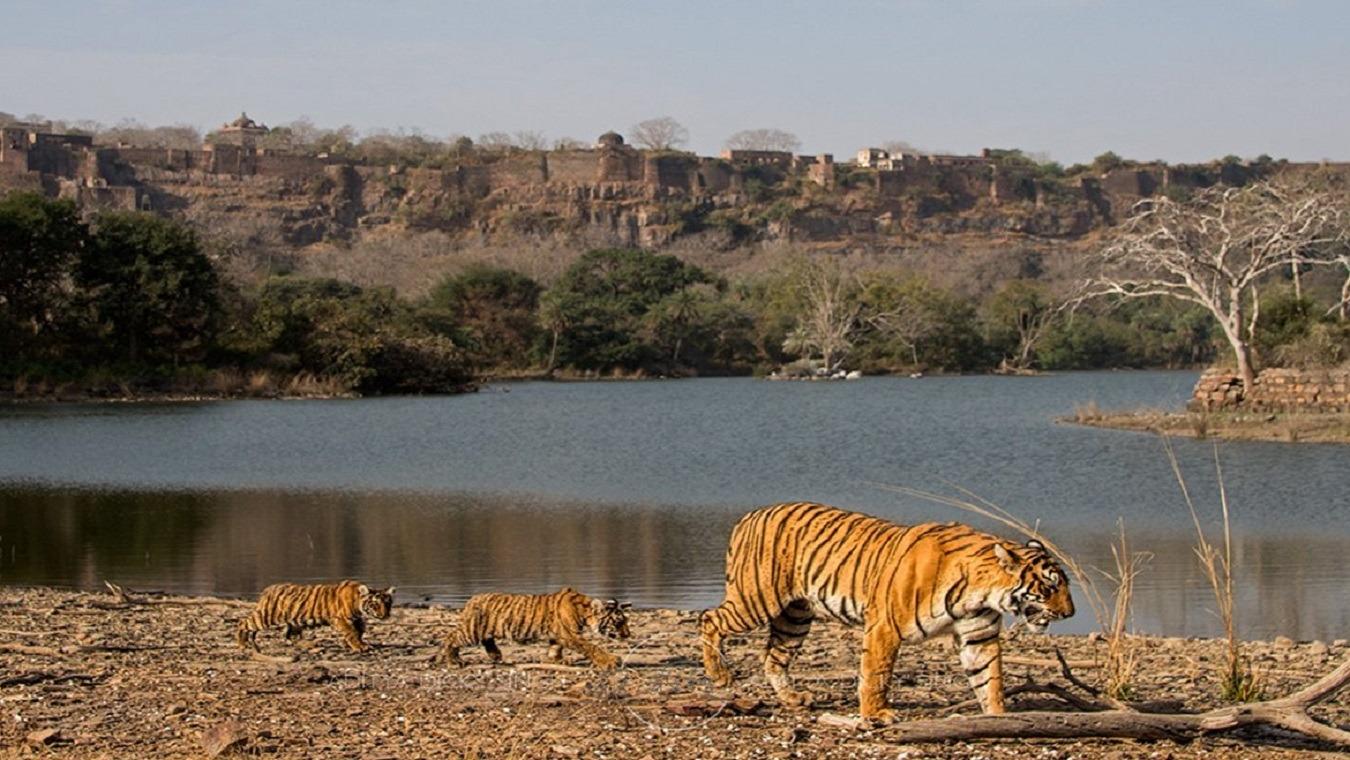 5-Day Golden Triangle Tour with Ranthambore Safari 3