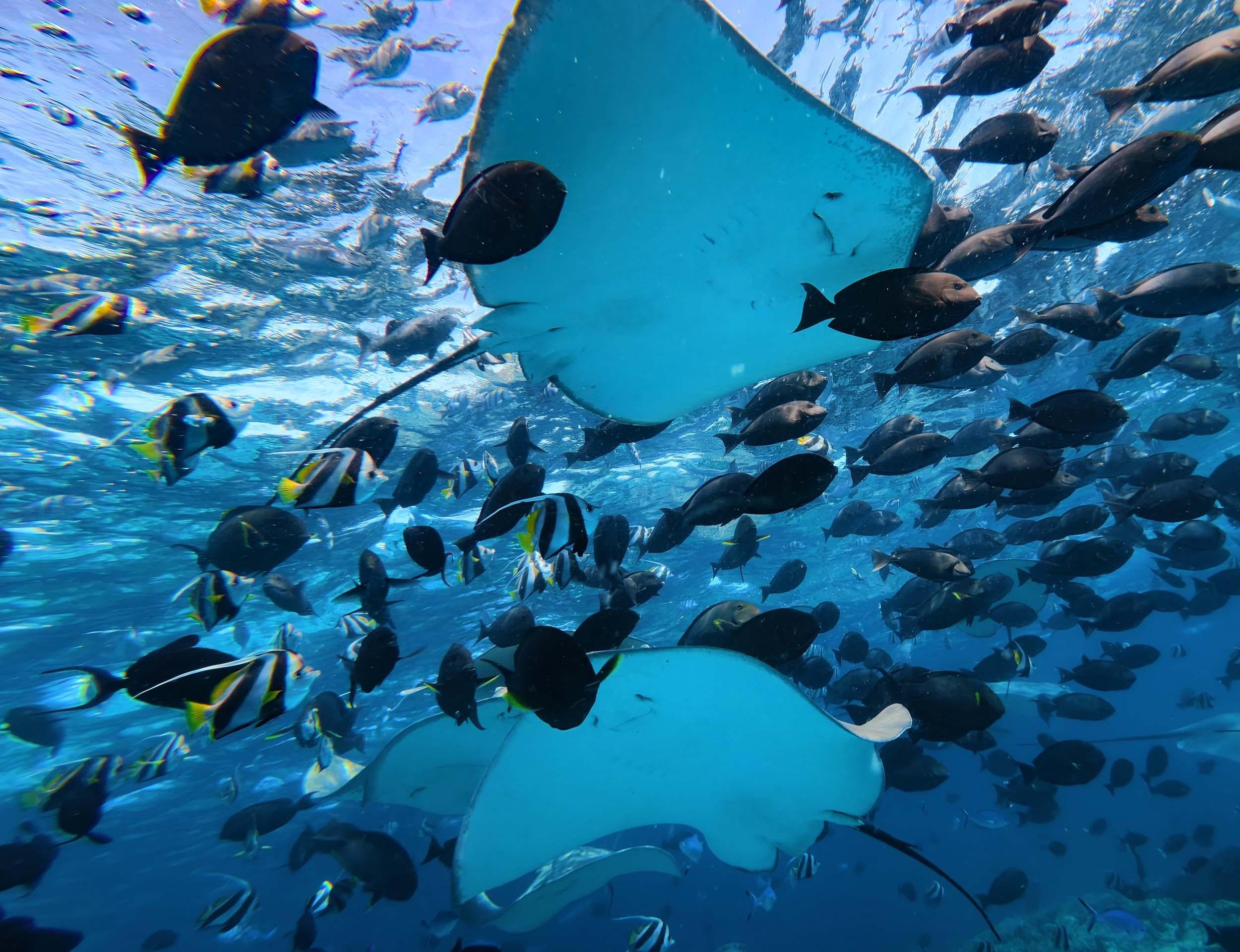 Maldives: Stingray Swim & 3-Reef Snorkeling Tour 3
