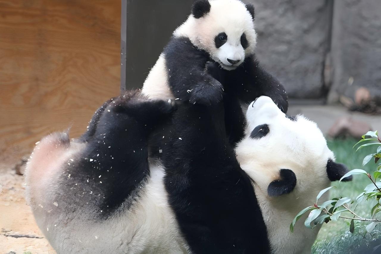 Beijing Zoo & Giant Panda House Ticket/with Audio Guide 3