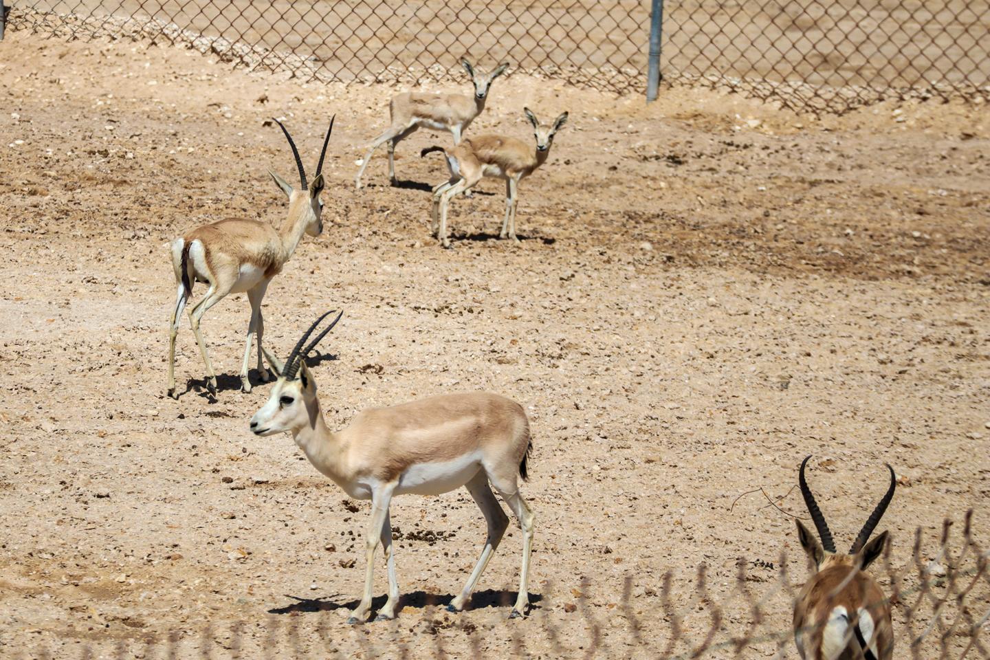 Qatar West Coast: Mushroom Rock & Camel Racing Experience 3