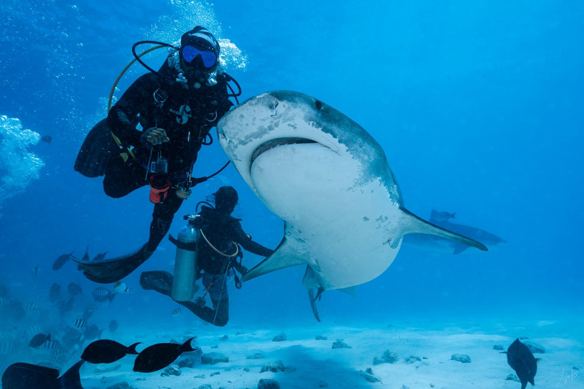 Maldives: 7-Night Shark Diving & Stay Package with 11 Dives — guided tour in Male