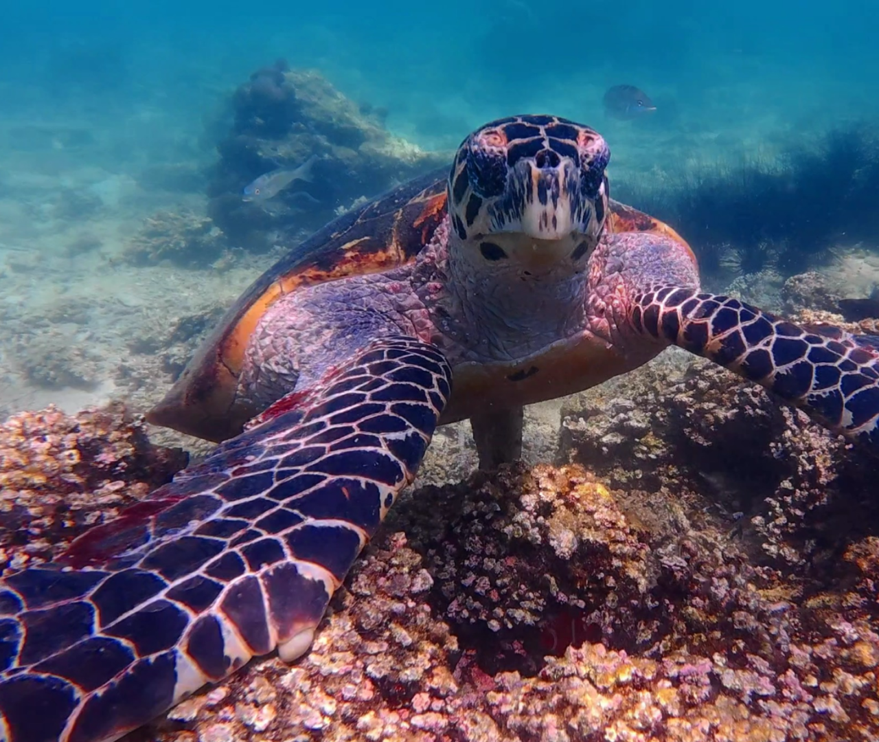 Tunku Abdul Rahman: Sapi & Manukan Snorkeling with Lunch 2