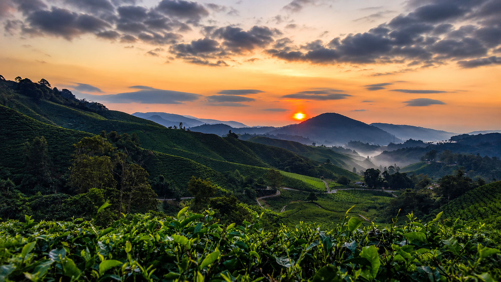 Cameron Highlands: Sunrise Tour at Tea Plantation 3