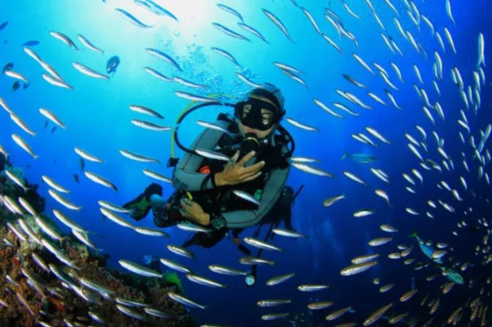 Doha Scuba: Guided Dive with Local Expert & Refreshments 2