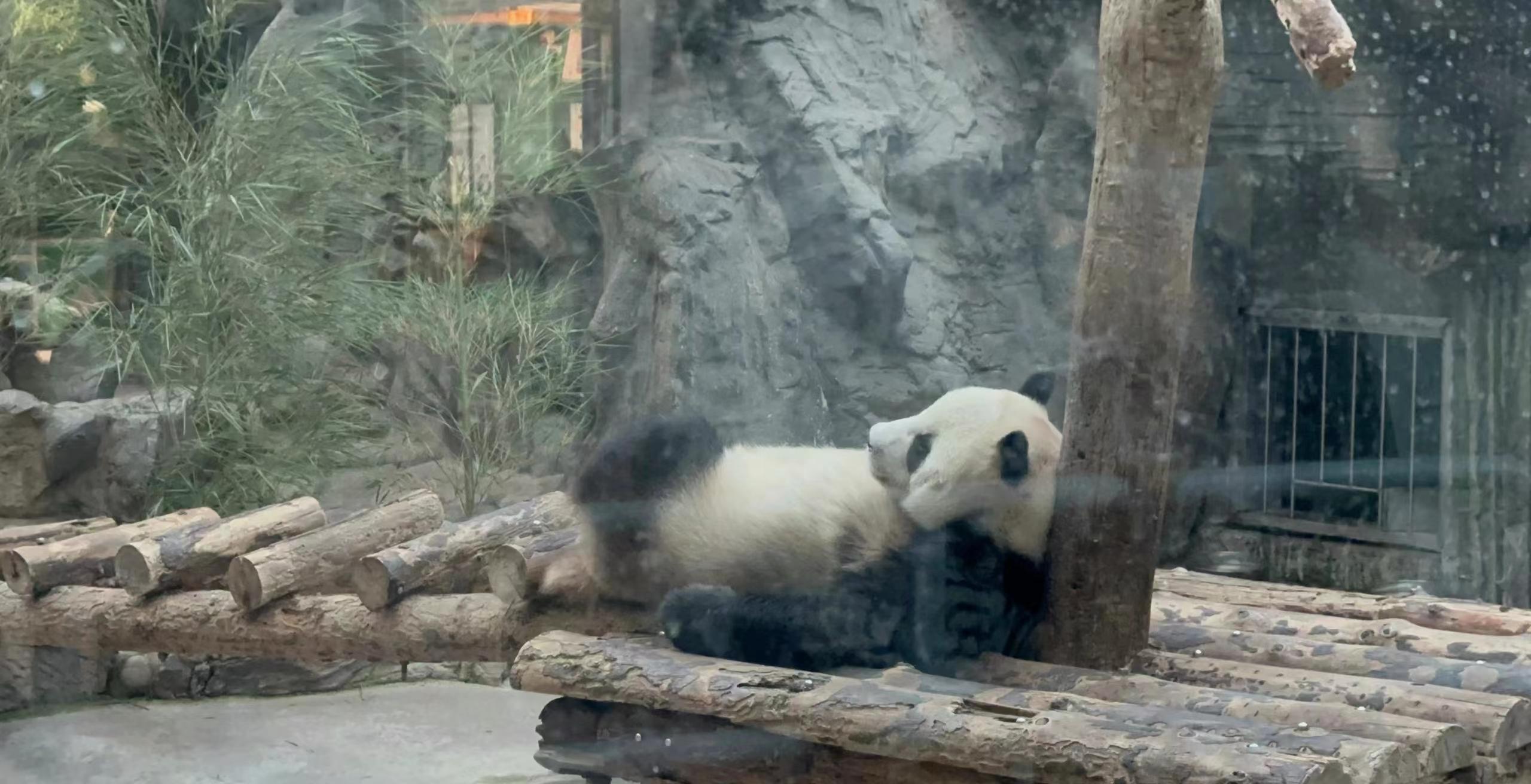 Private Trip to Great Wall+Panda House with English Driver 3