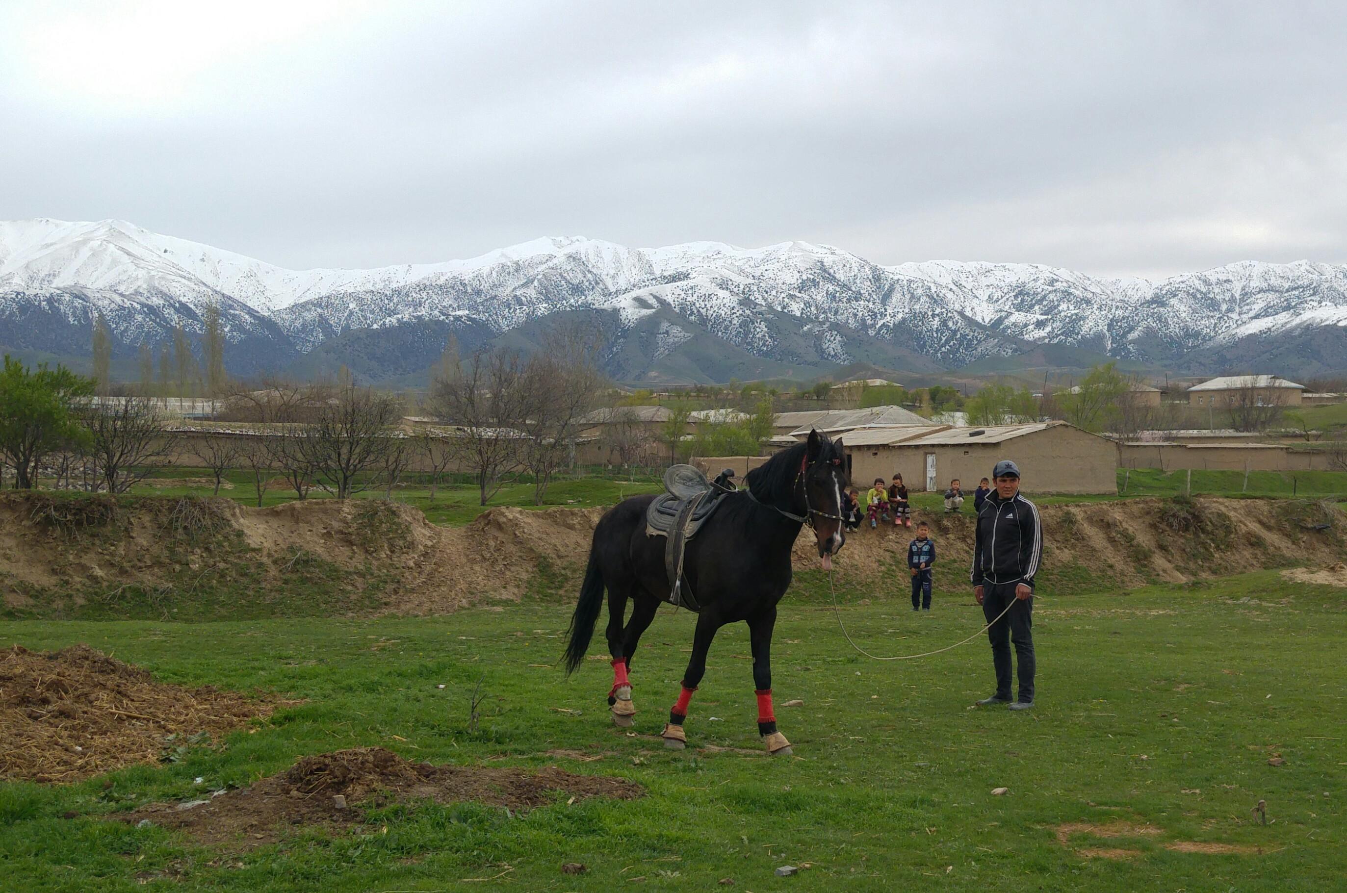 Samarkand: Live Uloq-Kopkari (Buzkashi) Game Day Tour