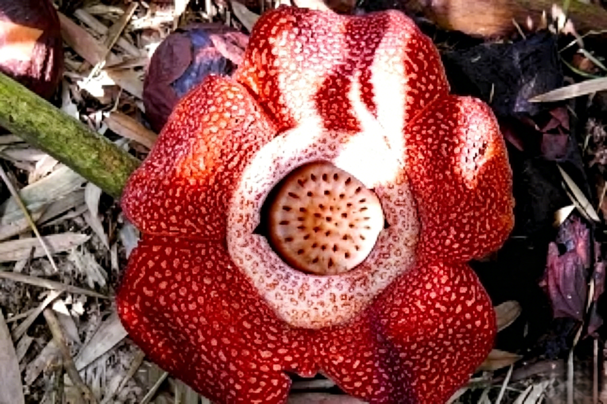 From Kota Kinabalu: Kinabalu Park and Nabalu Day Trip 2