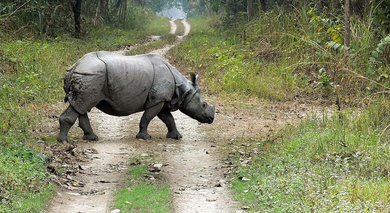 2 Night 3 Days Chitwan National Park/From Kathmandu/Pokhra 3