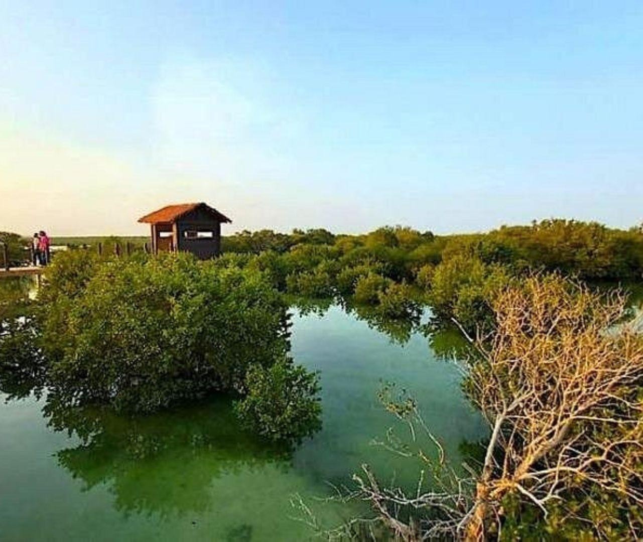 Doha: Qatar’s North Tour – Guided Mangrove Kayak Adventure 3