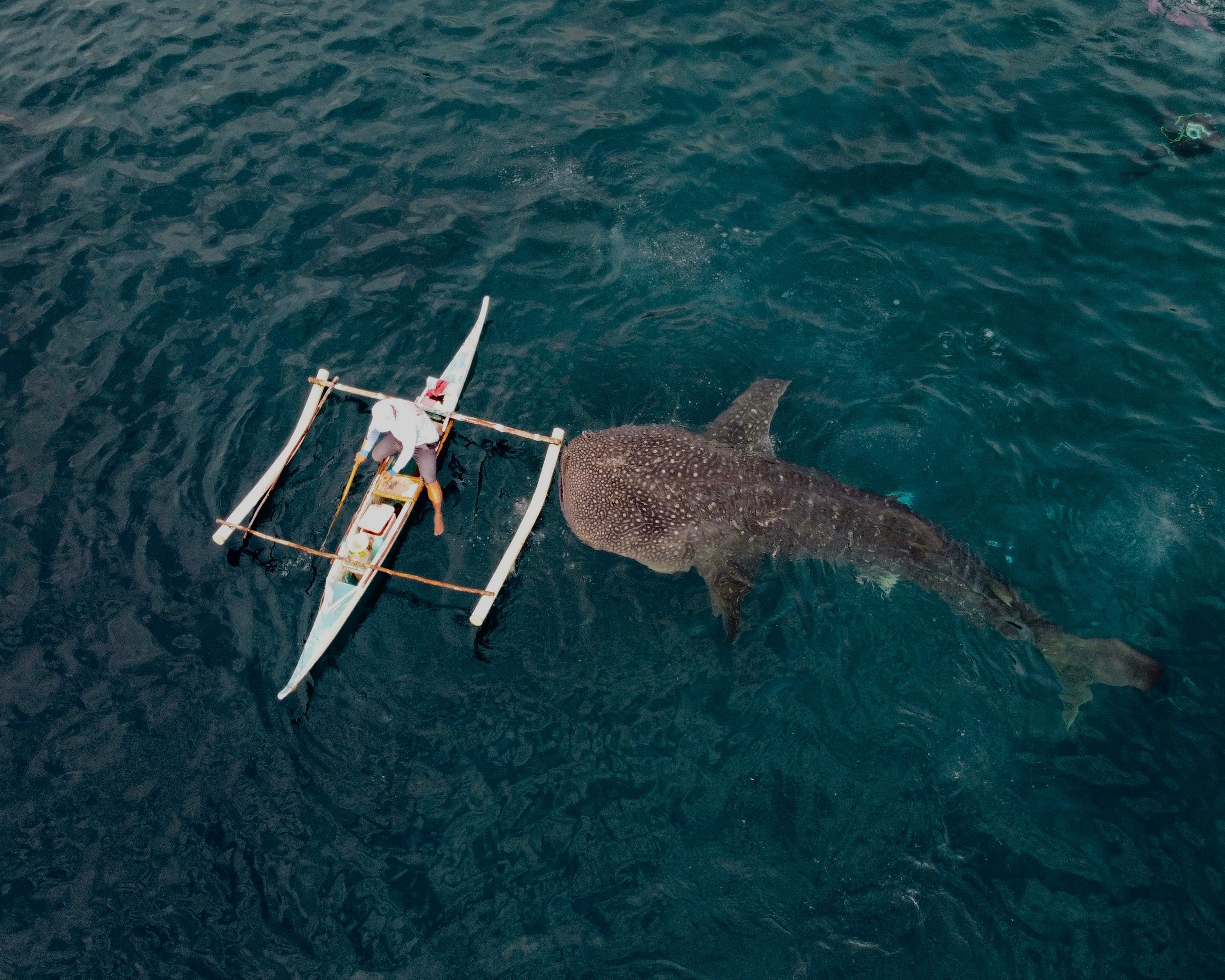 Cebu: Whale Shark, and Sumilon Sandbar and Inambakan Falls