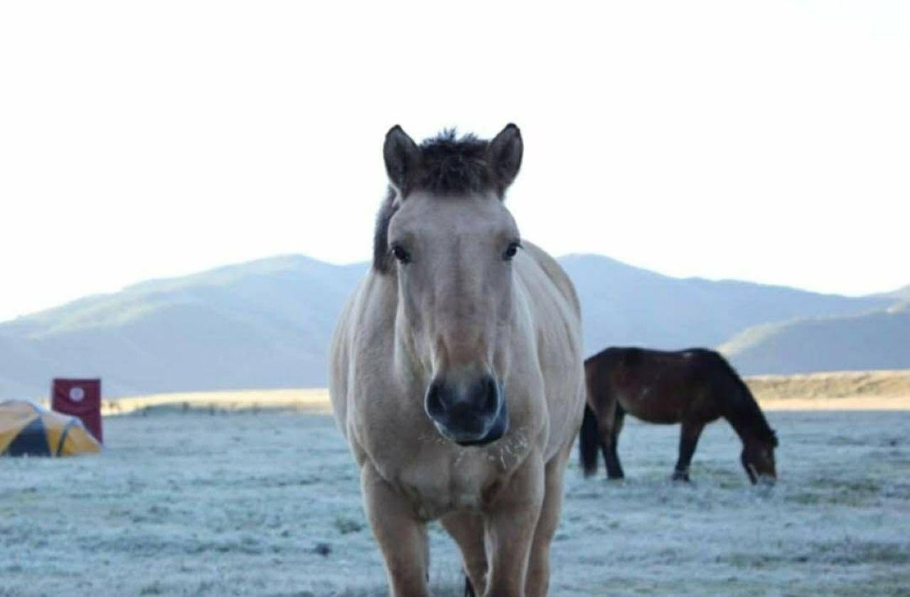 Ulaanbaatar: 2-Day Nomadic Life Experience. Live like local