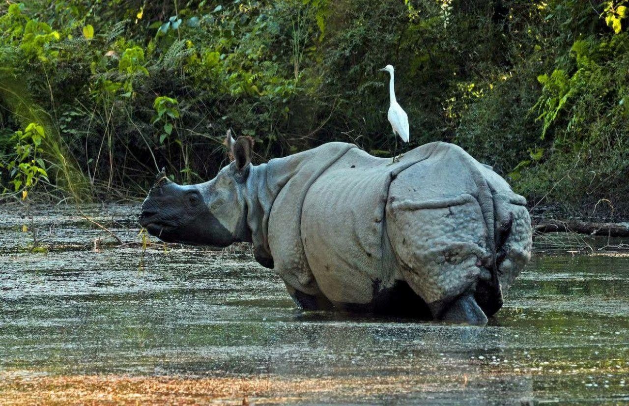 Chitwan: Rhinos, River Canoeing & Tharu Heritage
