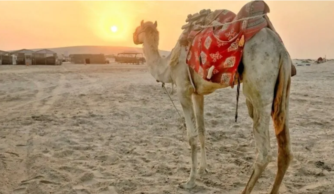 Doha: Camel Ride Adventure in the Qatari Desert 3