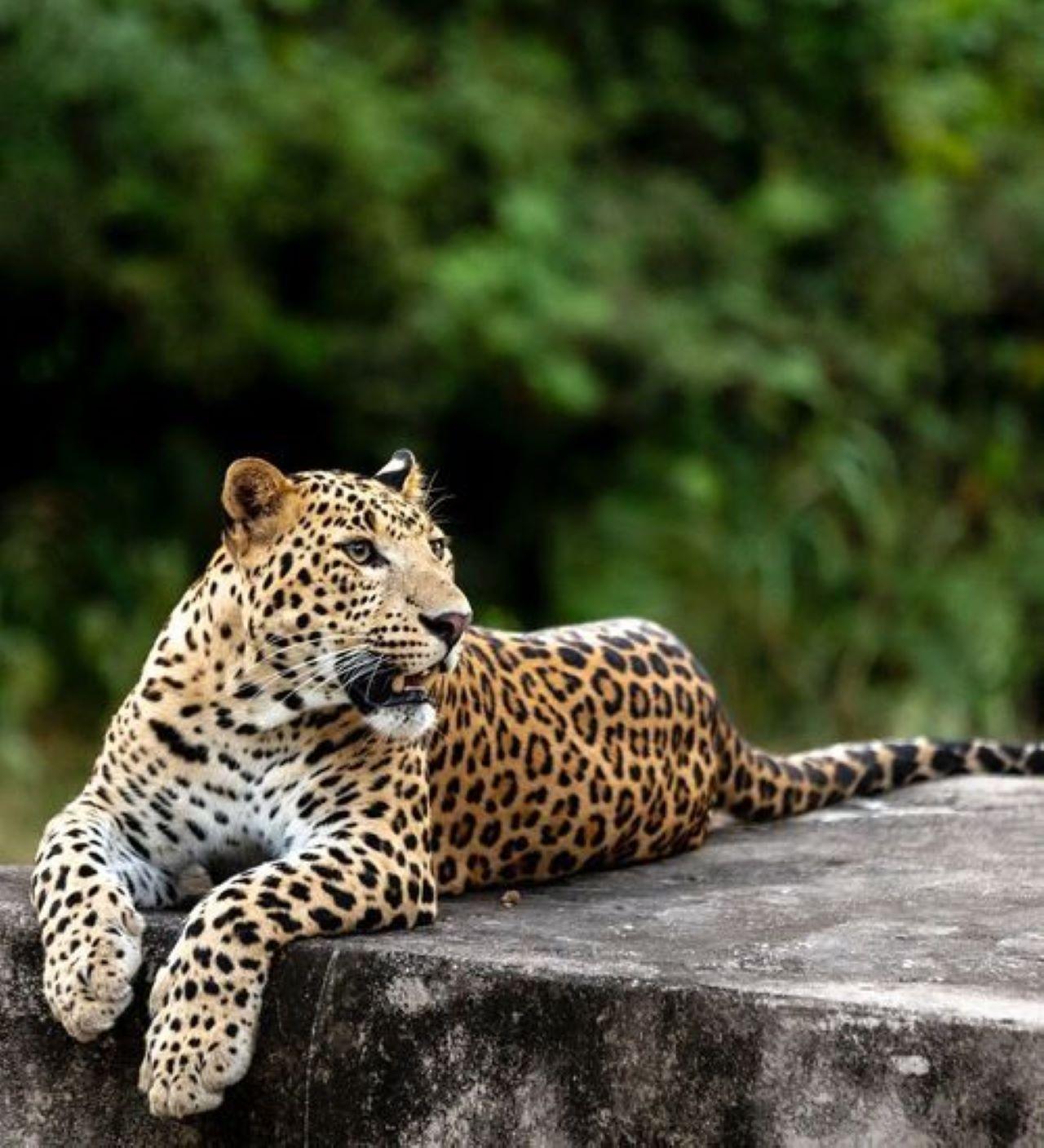 Jaipur: Jhalana/Amagarh leopard safari private tour 2
