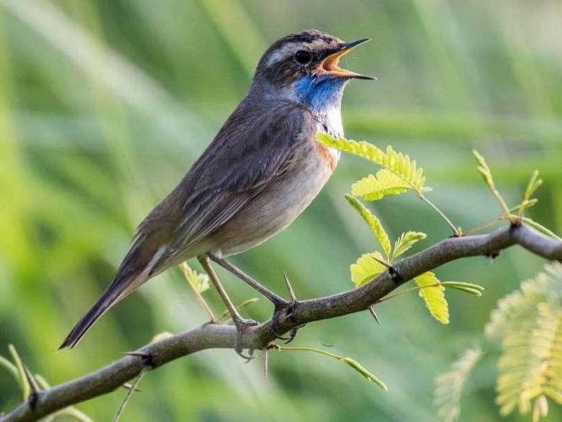 Muscat: Fahal Island Birdwatching Boat Tour 3