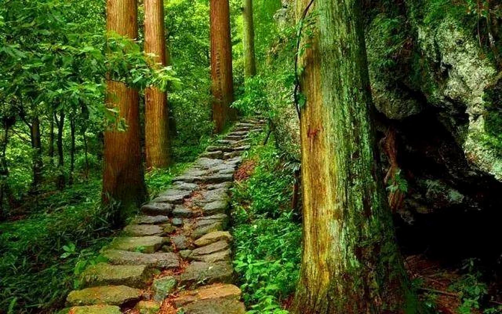 Shanghai: Tianmu Mountain Ancient Forest Private Day Trip 2