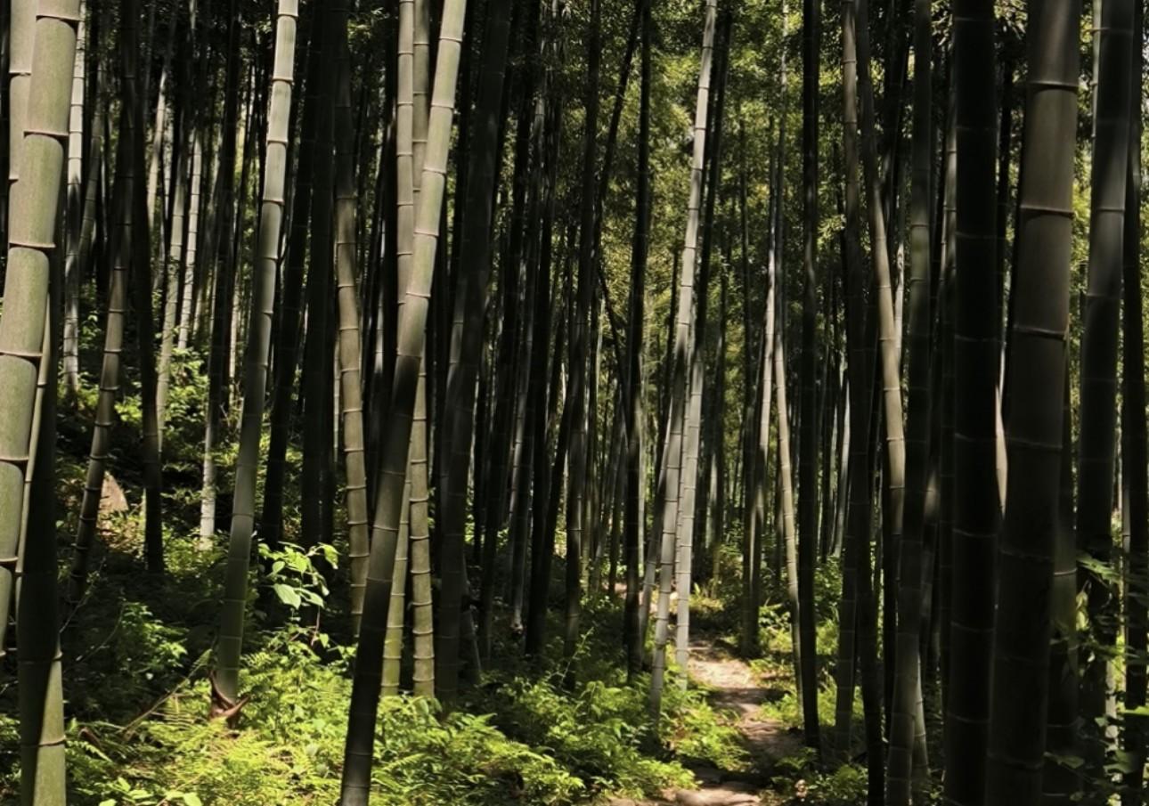 Shanghai: Bamboo Trails, Waterfalls & Peach Picking Day Trip 2