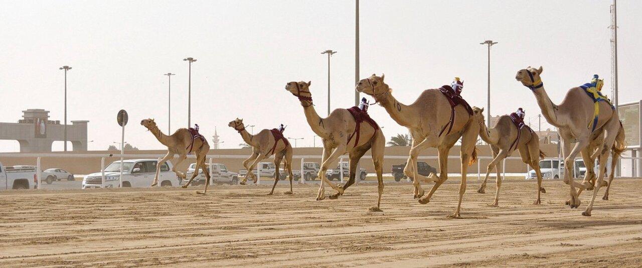 West of Qatar Richard Serra, Mushroom Hills, CamelRace track 3