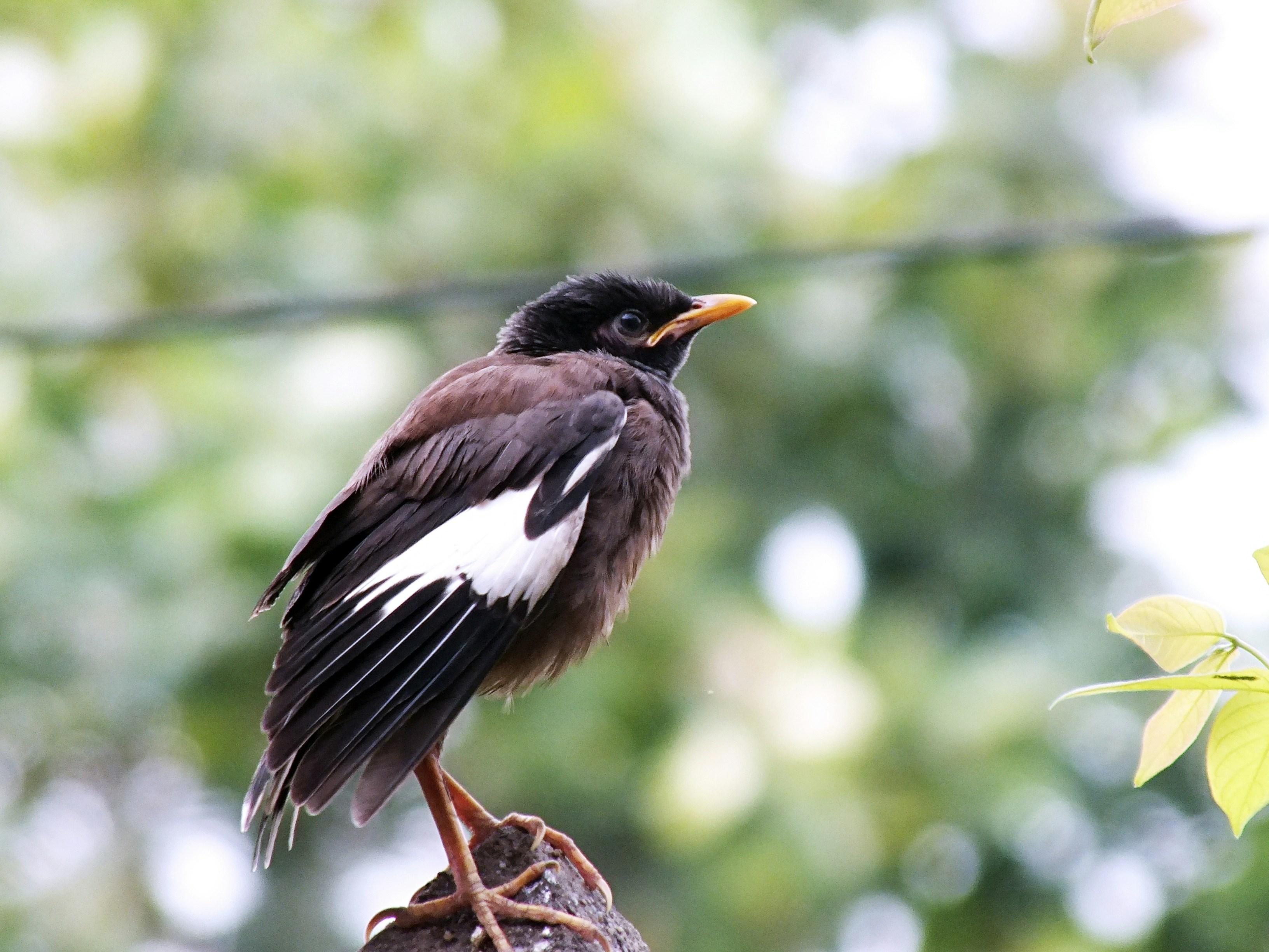 From Kathmandu: Private Phulchowki Birdwatching Day Tour 3