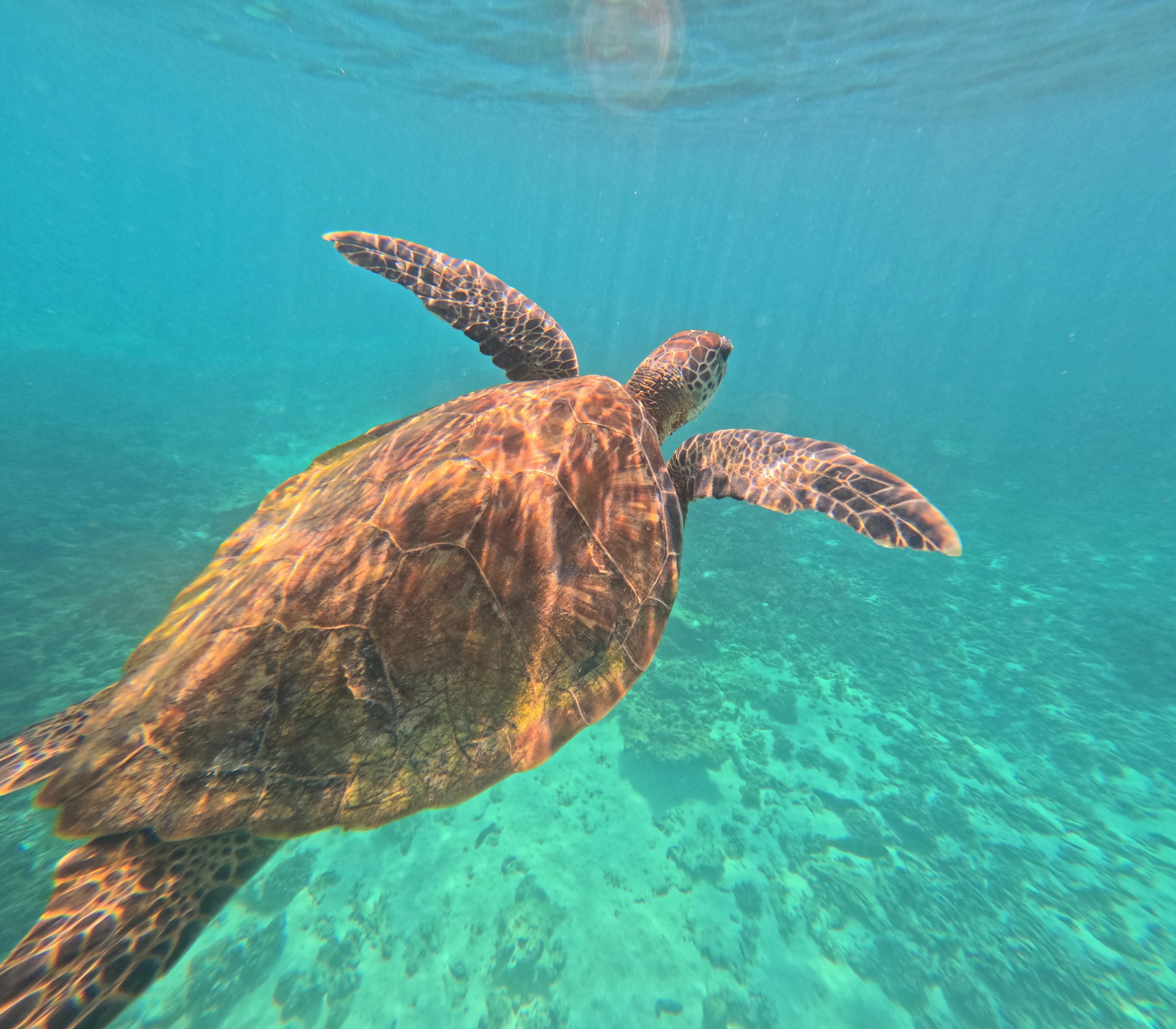 Muscat: Daymaniyat Islands Boat & Snorkel Trip 2