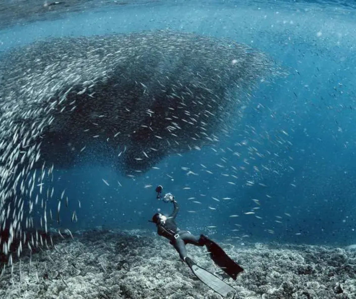 Cebu: Private Oslob Whale Shark & Moalboal Sardines Tour 2