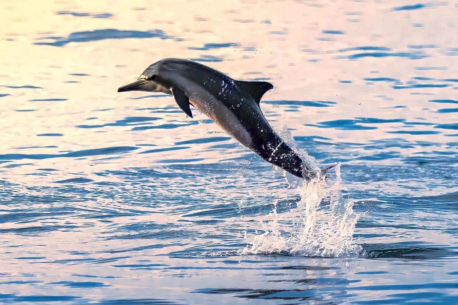 Muscat Dolphin Watching & Coastal Sightseeing Tour 3
