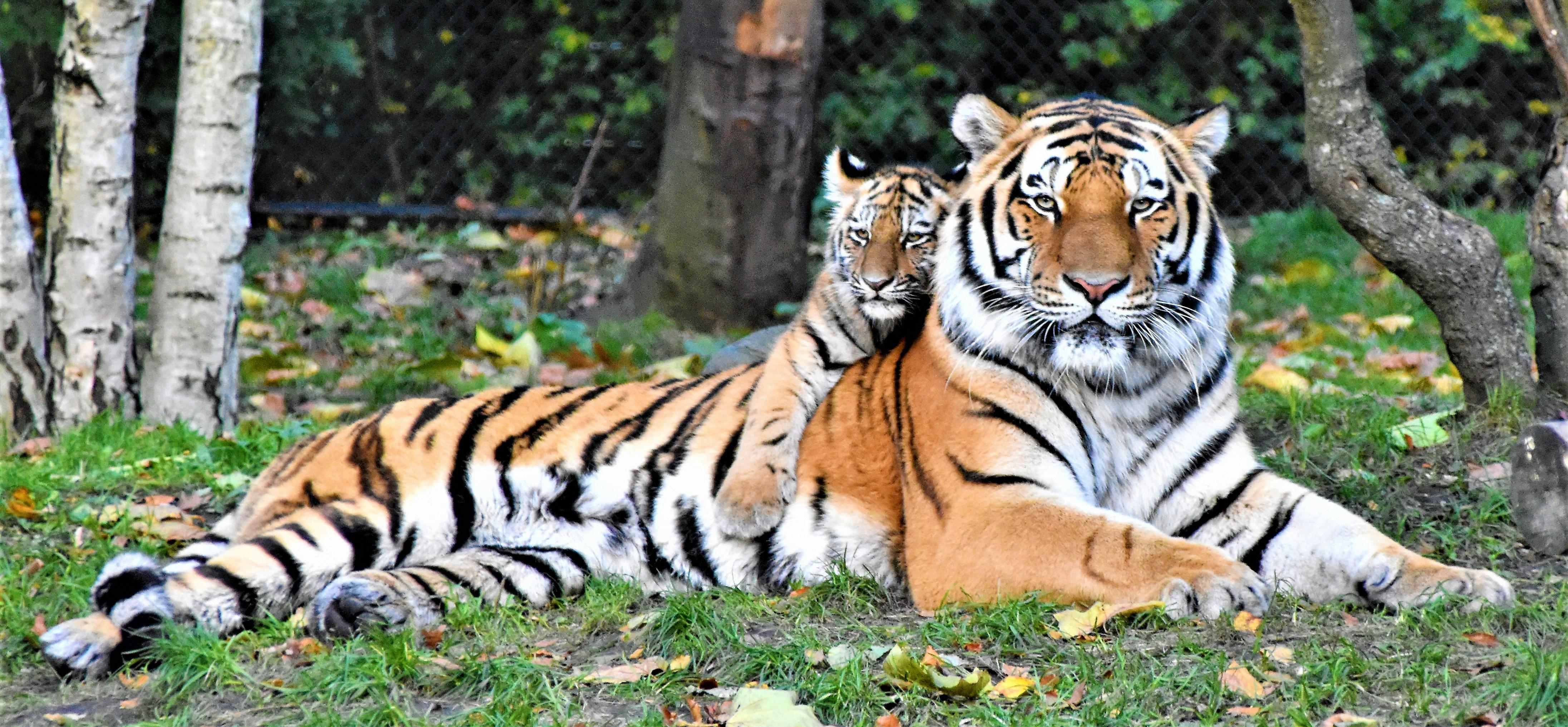 From Jaipur: 2-Day Ranthambore National Park Safari Tour