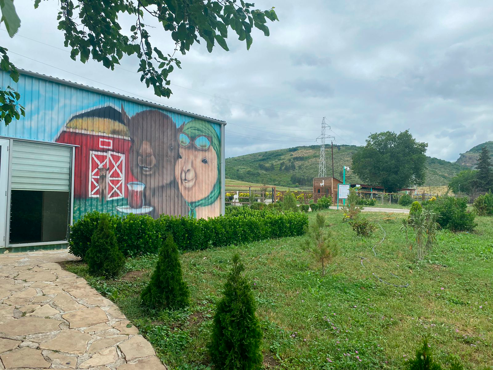 Shamakhi, Azerbaijan: 1-Day Alpaca Farm Visit & Feeding