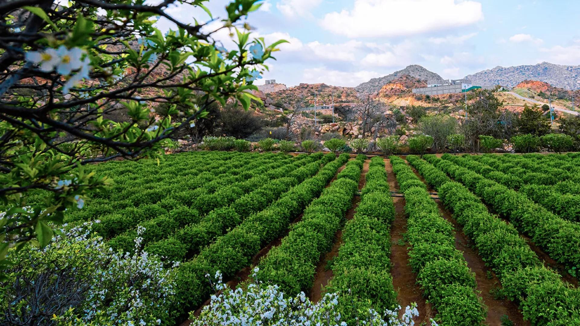 From Jeddah: Taif City of Roses Private Day Tour 3