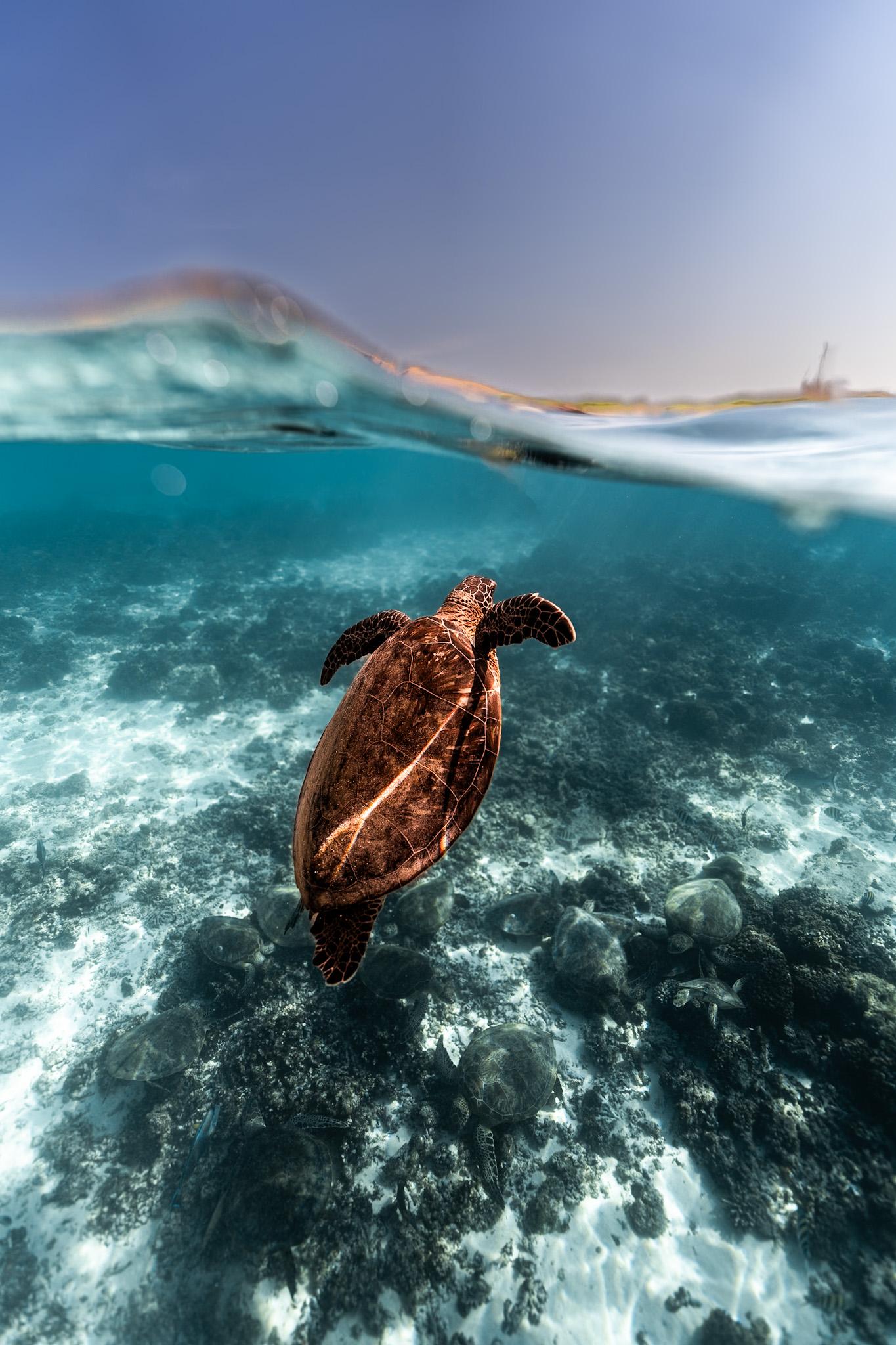 Muscat: Unforgettable Private Daymaniyat Boat Experience 2