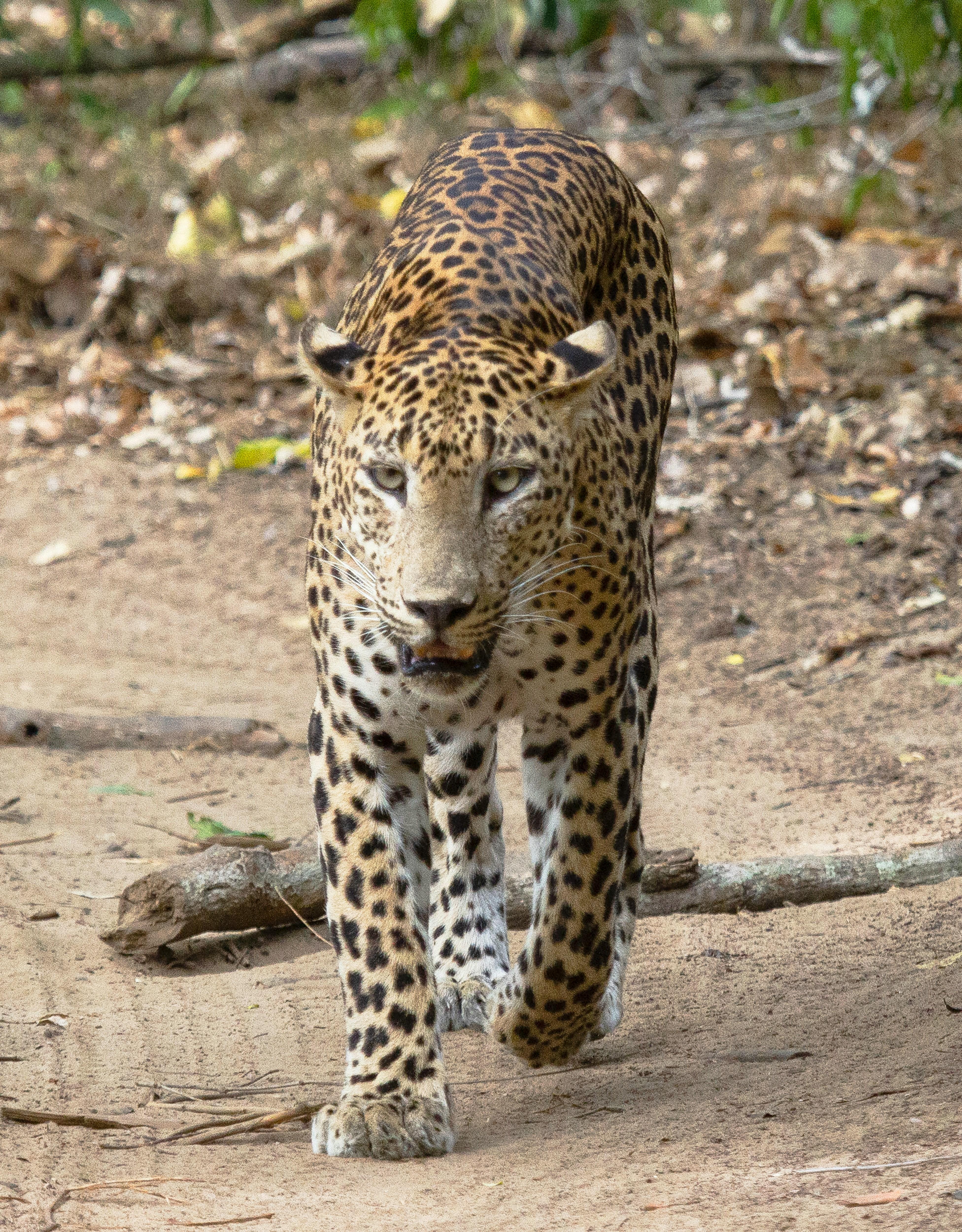Jaipur: Jhalana Amagarh Leopard Reserve 4×4 Jeep Safari 2