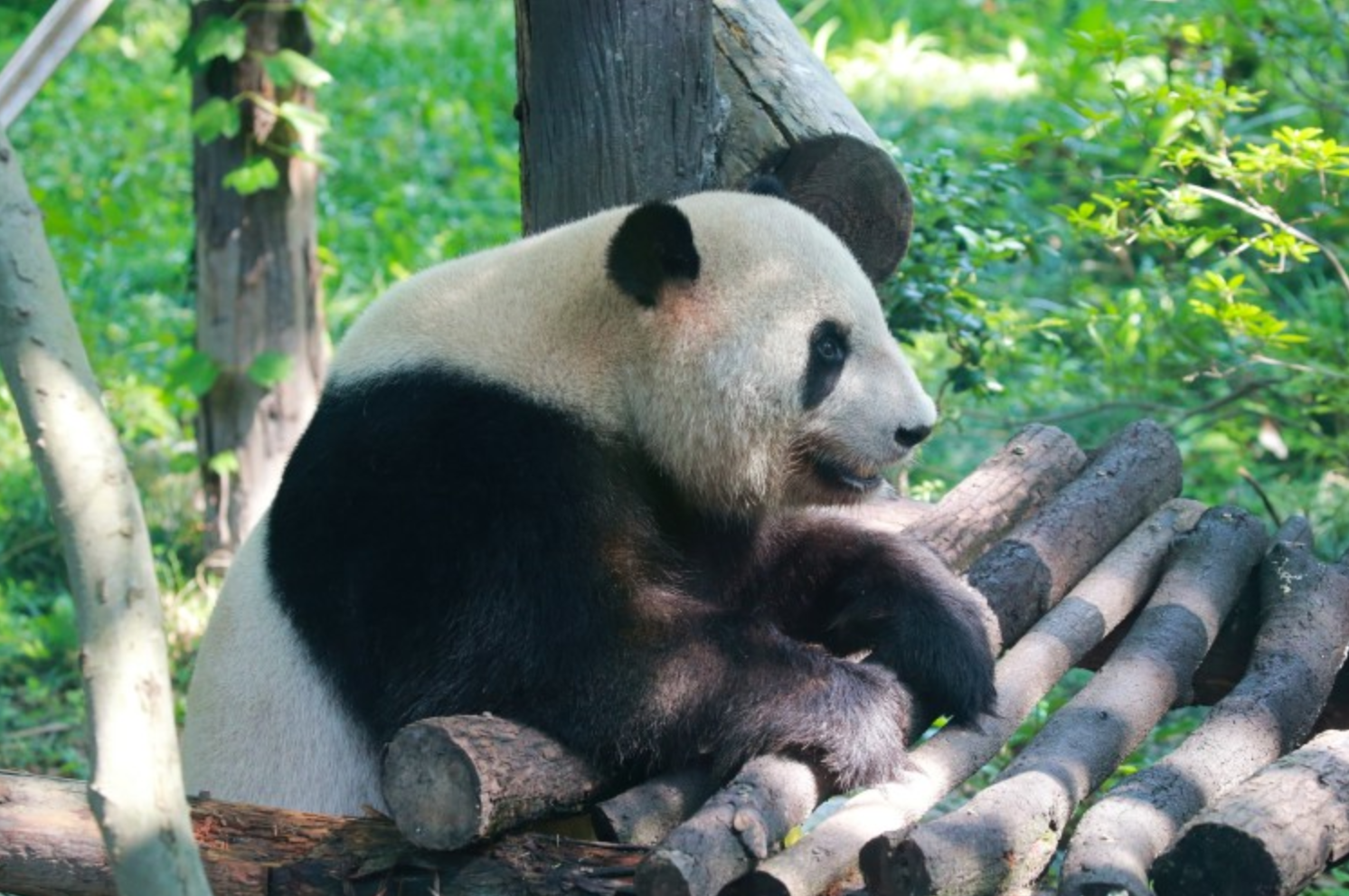 Shanghai: Giant Pandas & Suzhou Day Trip by Bullet Train 3