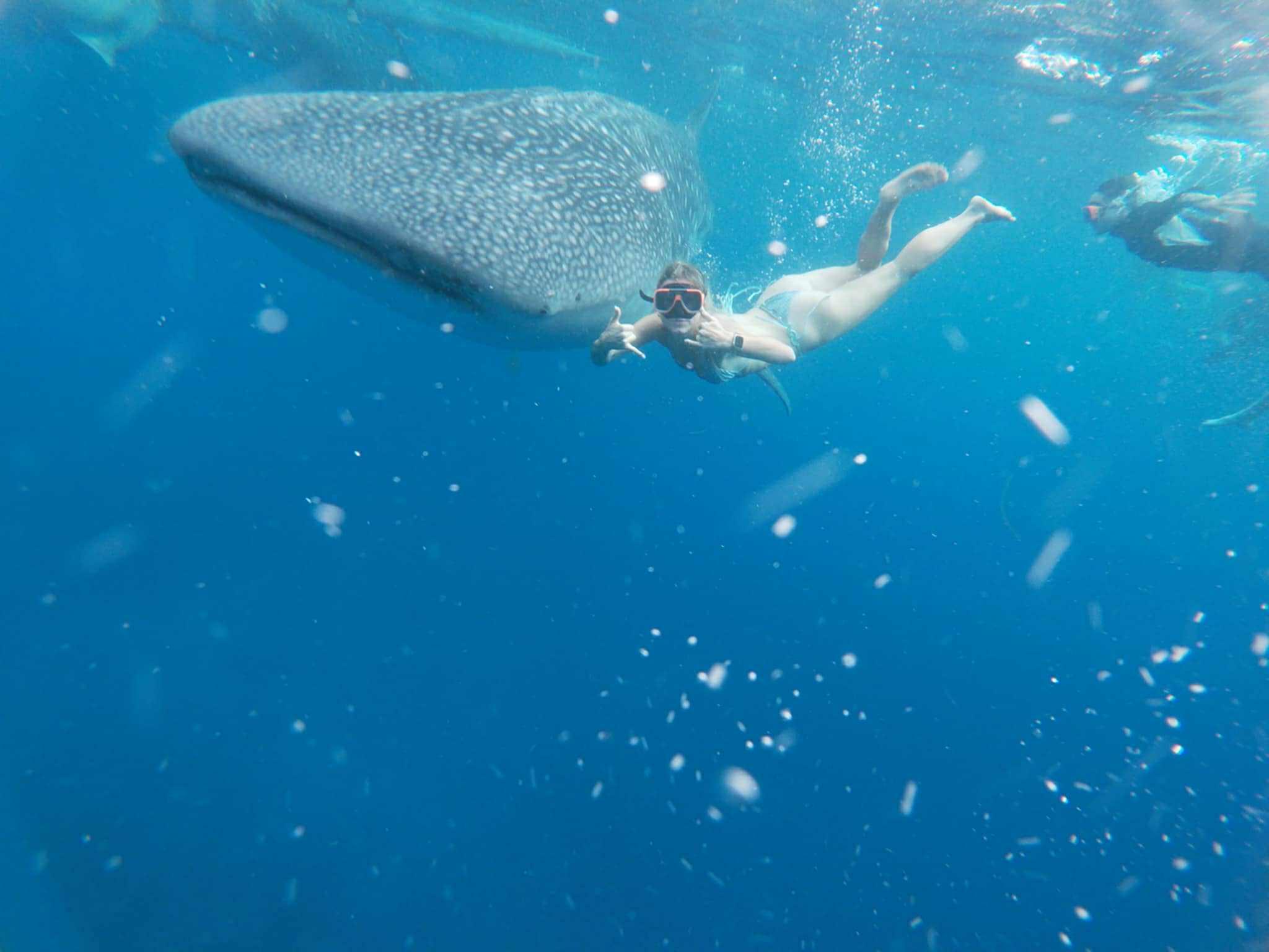 Cebu: Whale Shark Watching & Heritage Tour with Dive Option 3