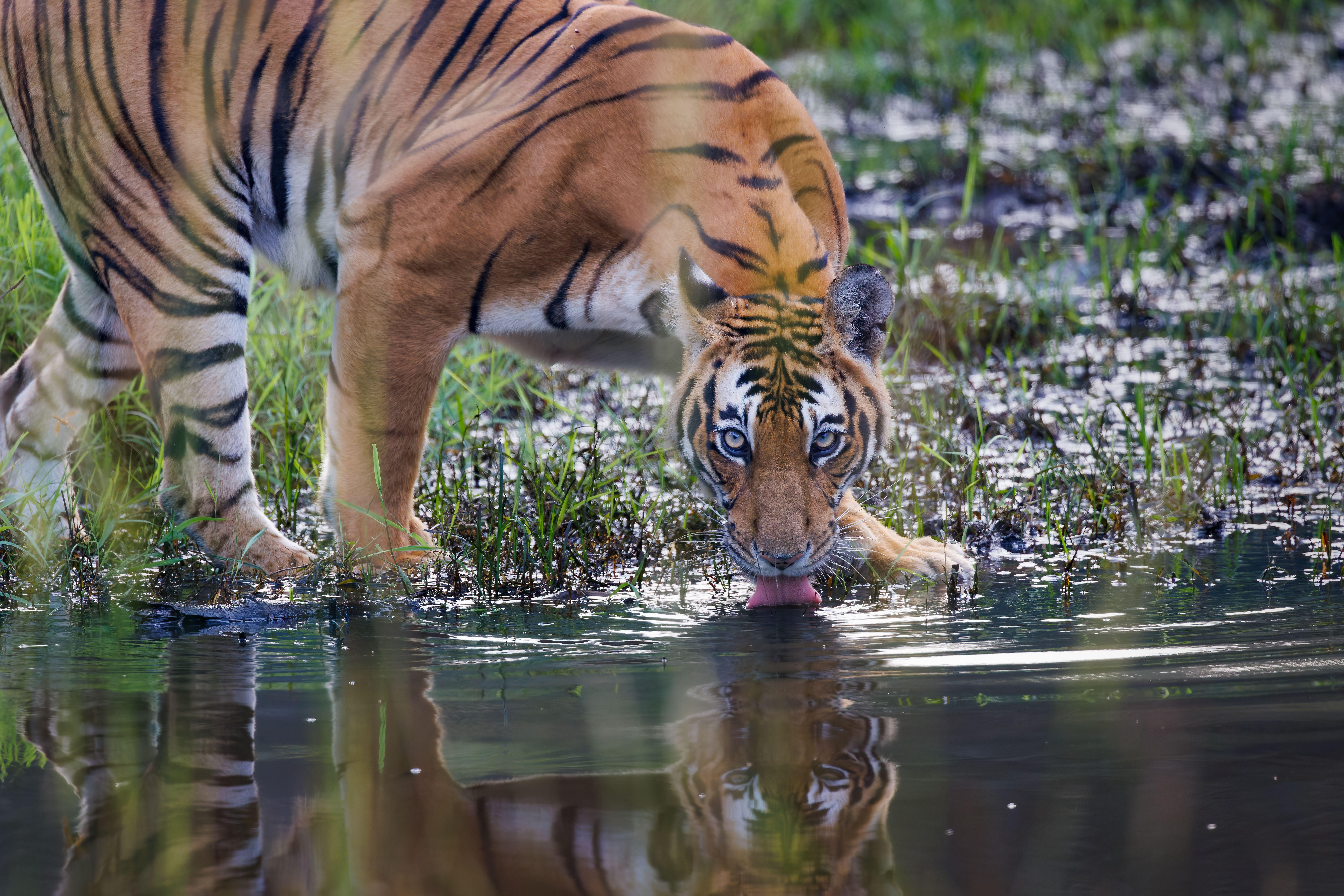 Kathmandu: 7-D Bardiya Tiger Tracking with Naturalist Guide