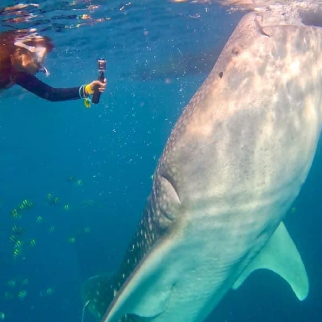 Bohol Whaleshark Watching 3