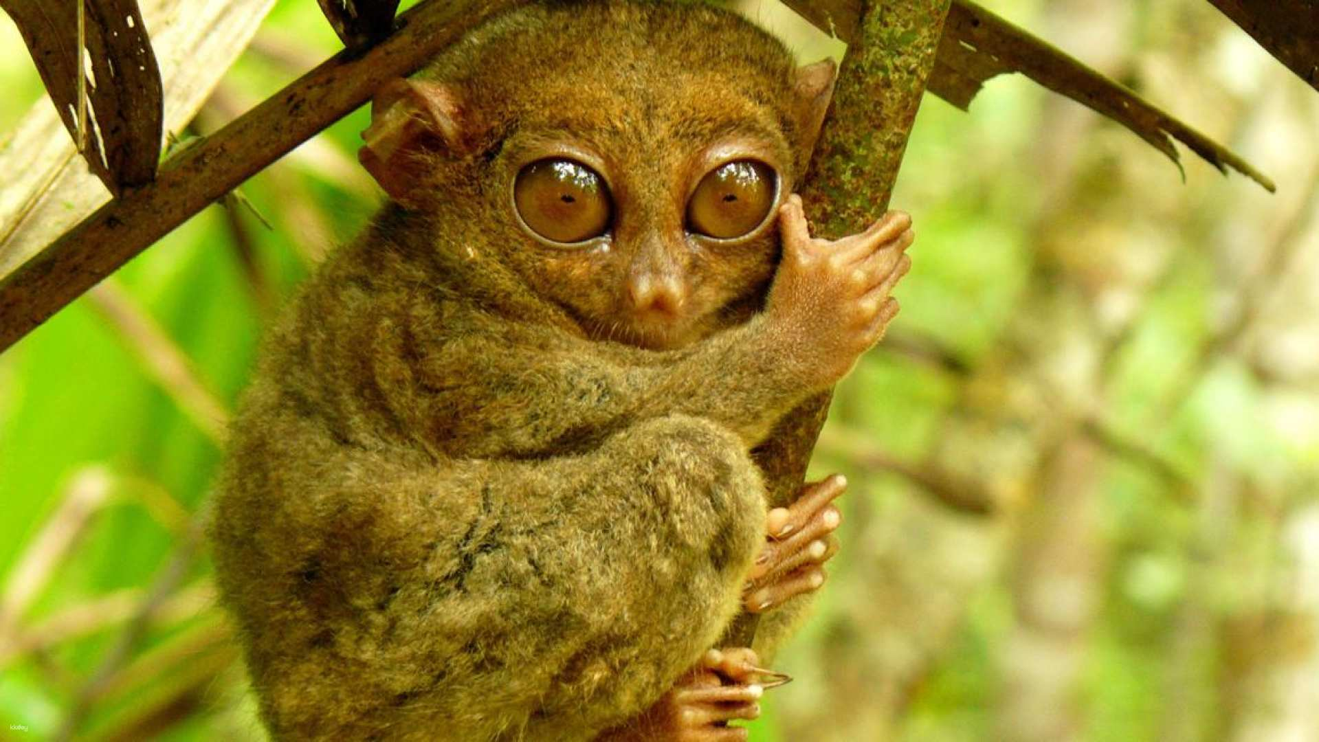 From Cebu: Bohol Day Tour with River Cruise and Lunch 2