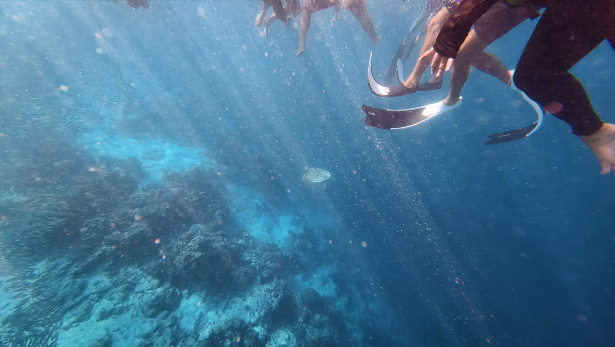 Moalboal Cebu: Snorkel Tour - Sardines Run & Turtle Watching 3